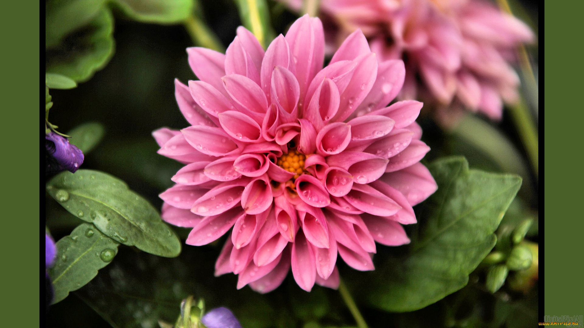 цветы, георгины, листья, лепестки