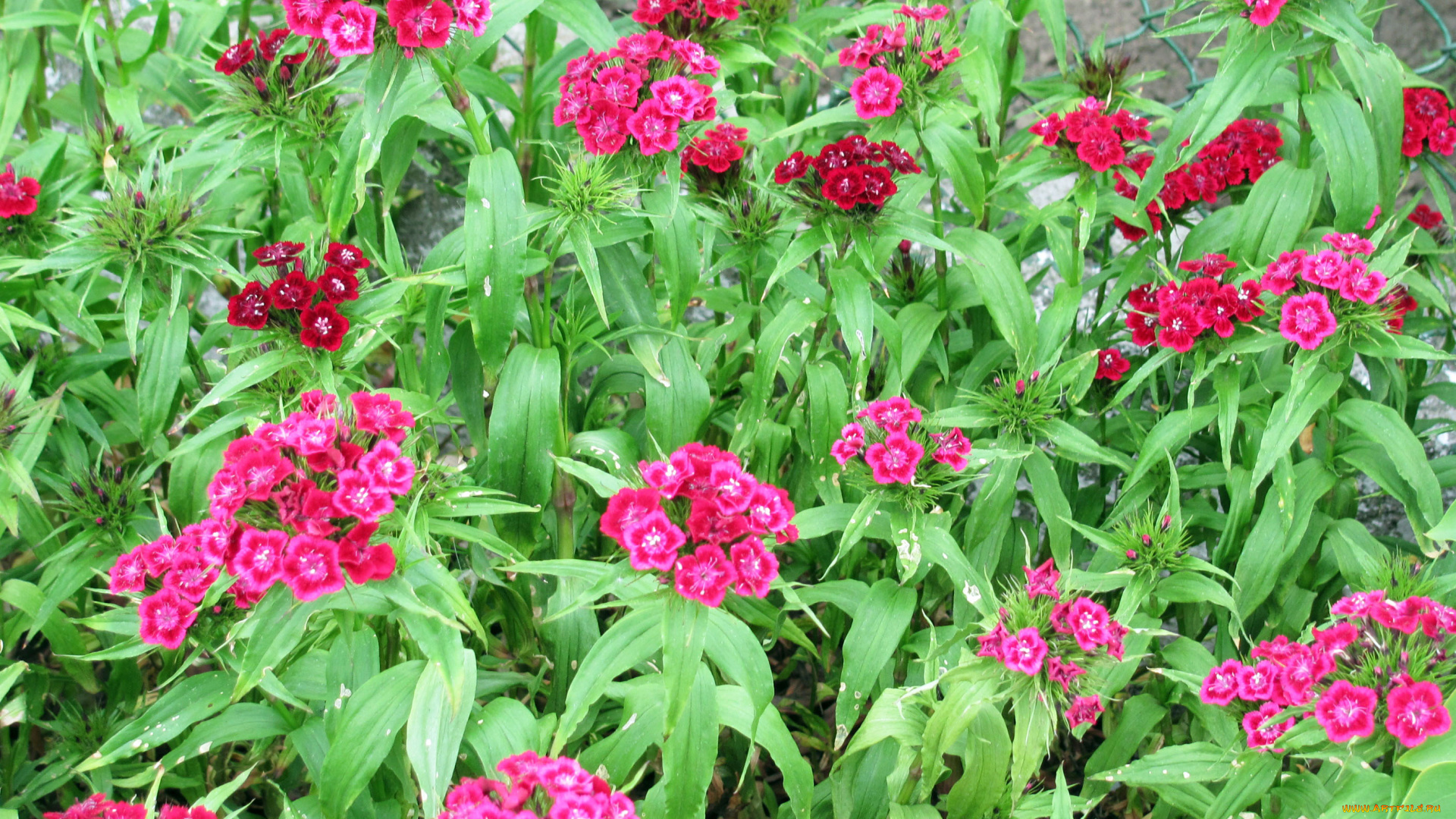 цветы, гвоздики, розовый