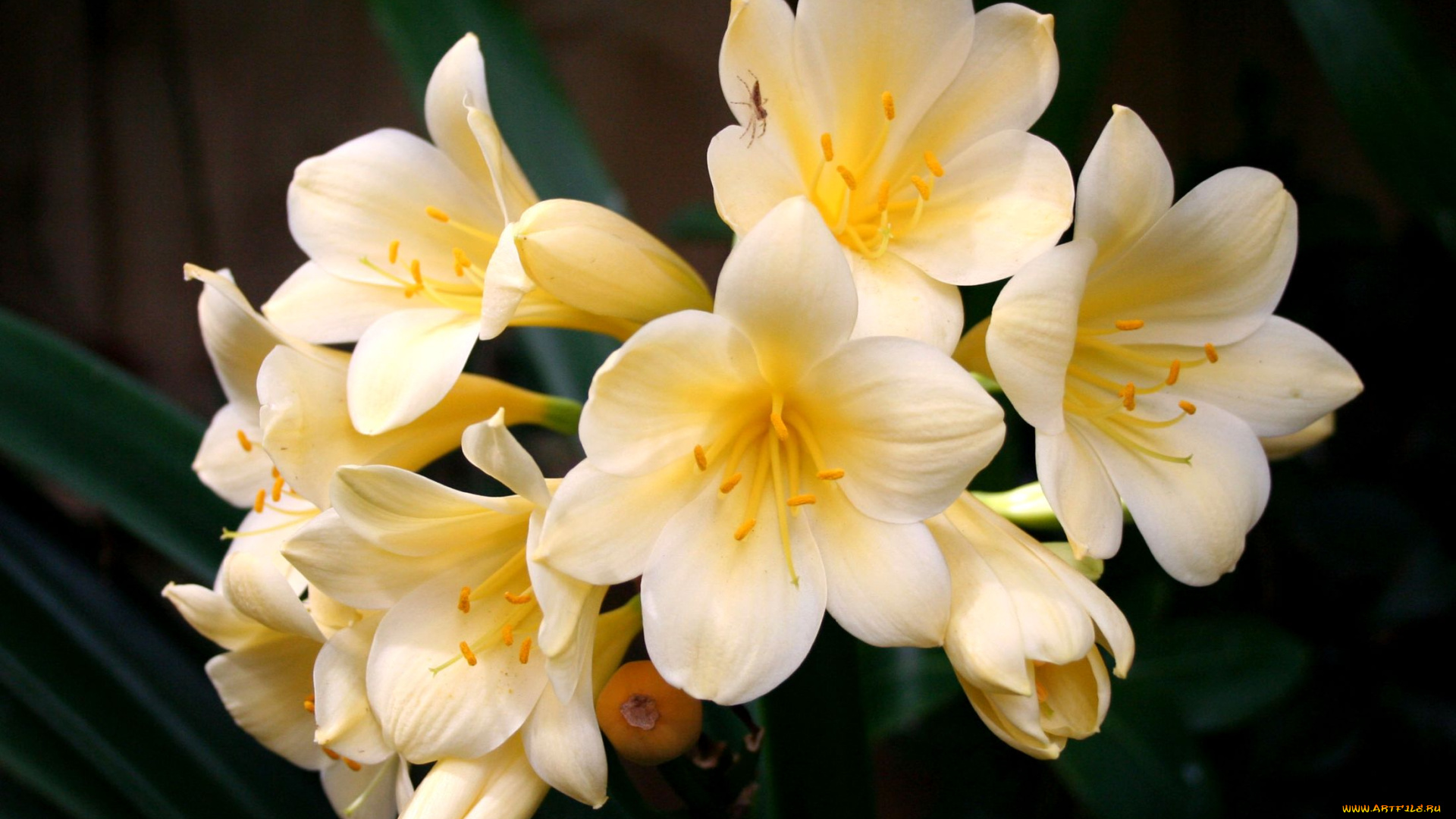 цветы, кливия, желтый