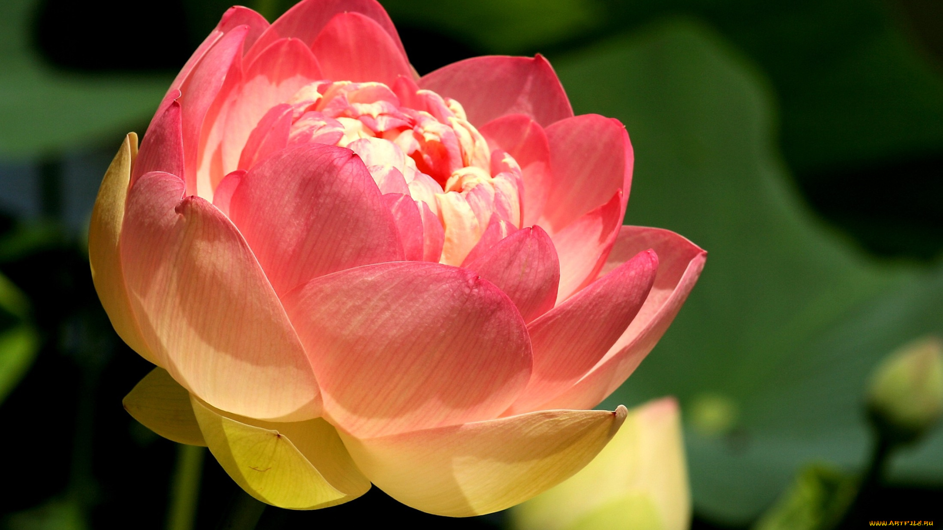 цветы, лотосы, лепестки