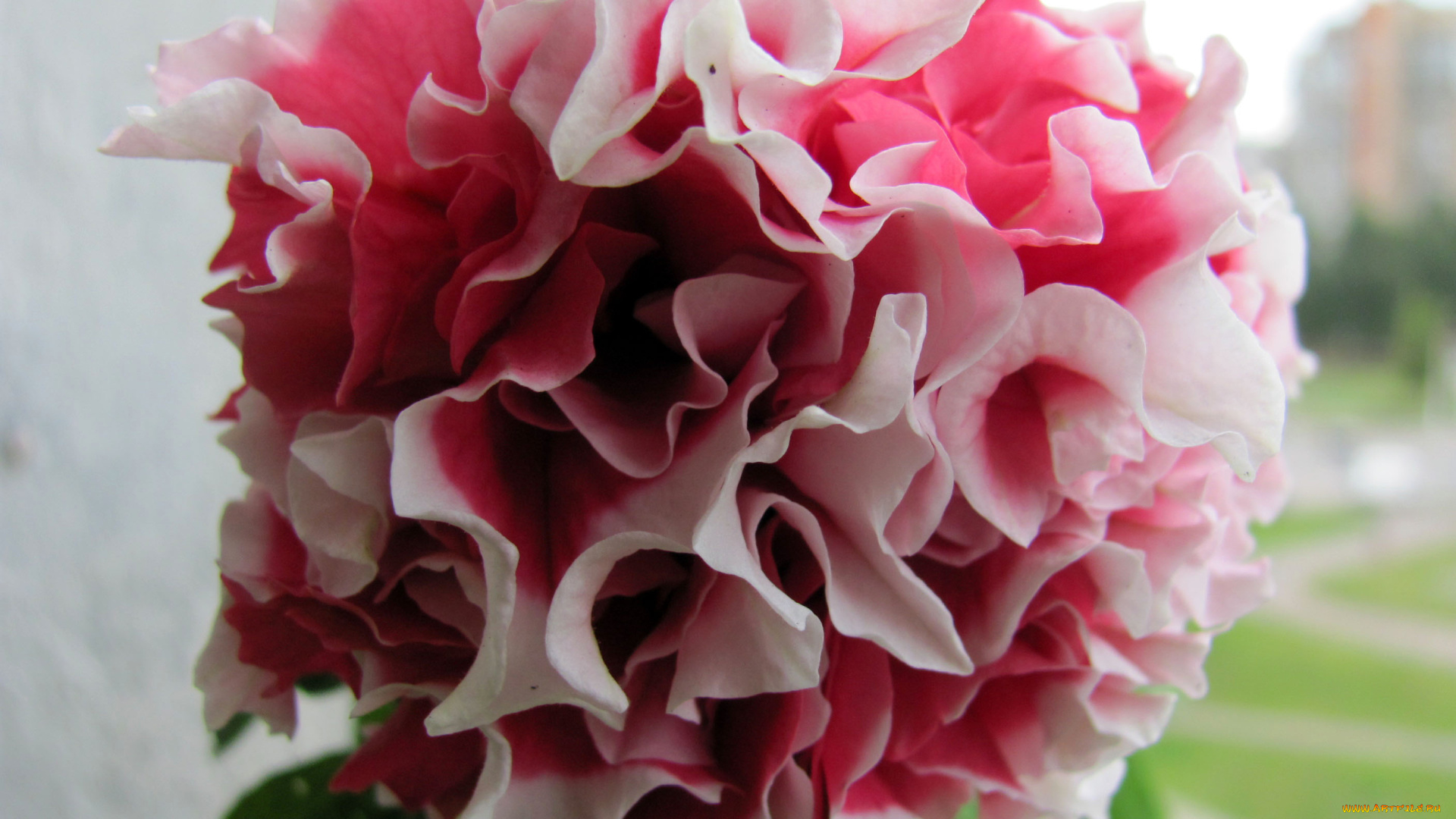 цветы, петунии, калибрахоа, макро