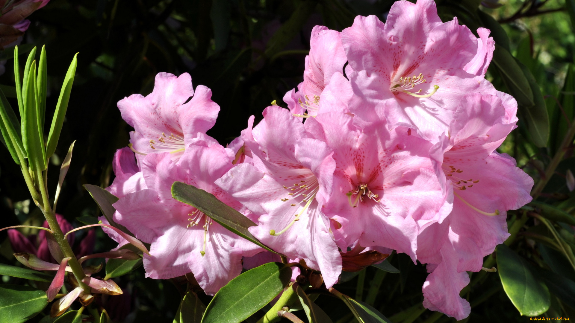 цветы, рододендроны, азалии, азалия
