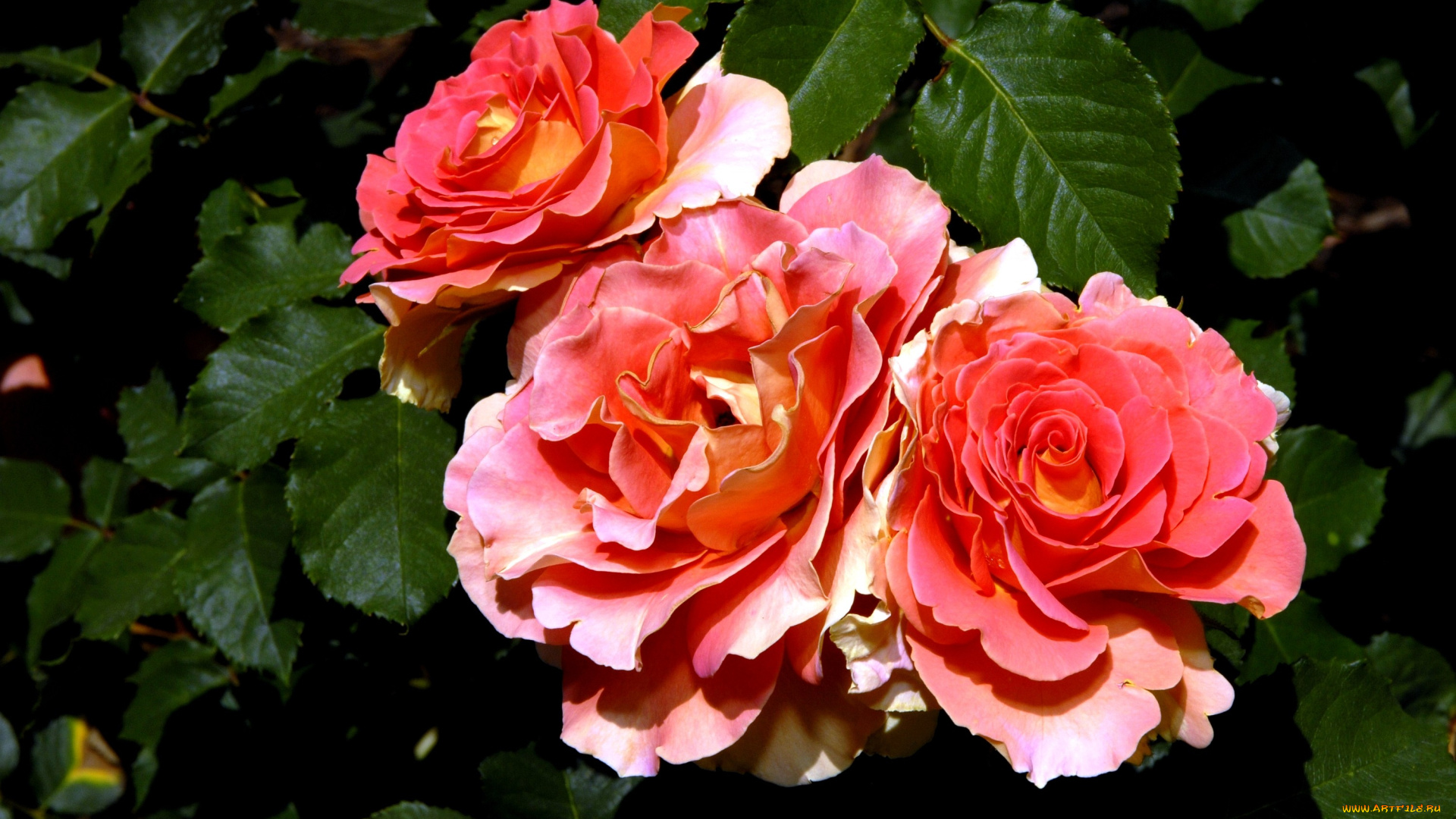 цветы, розы, бутоны, лепестки