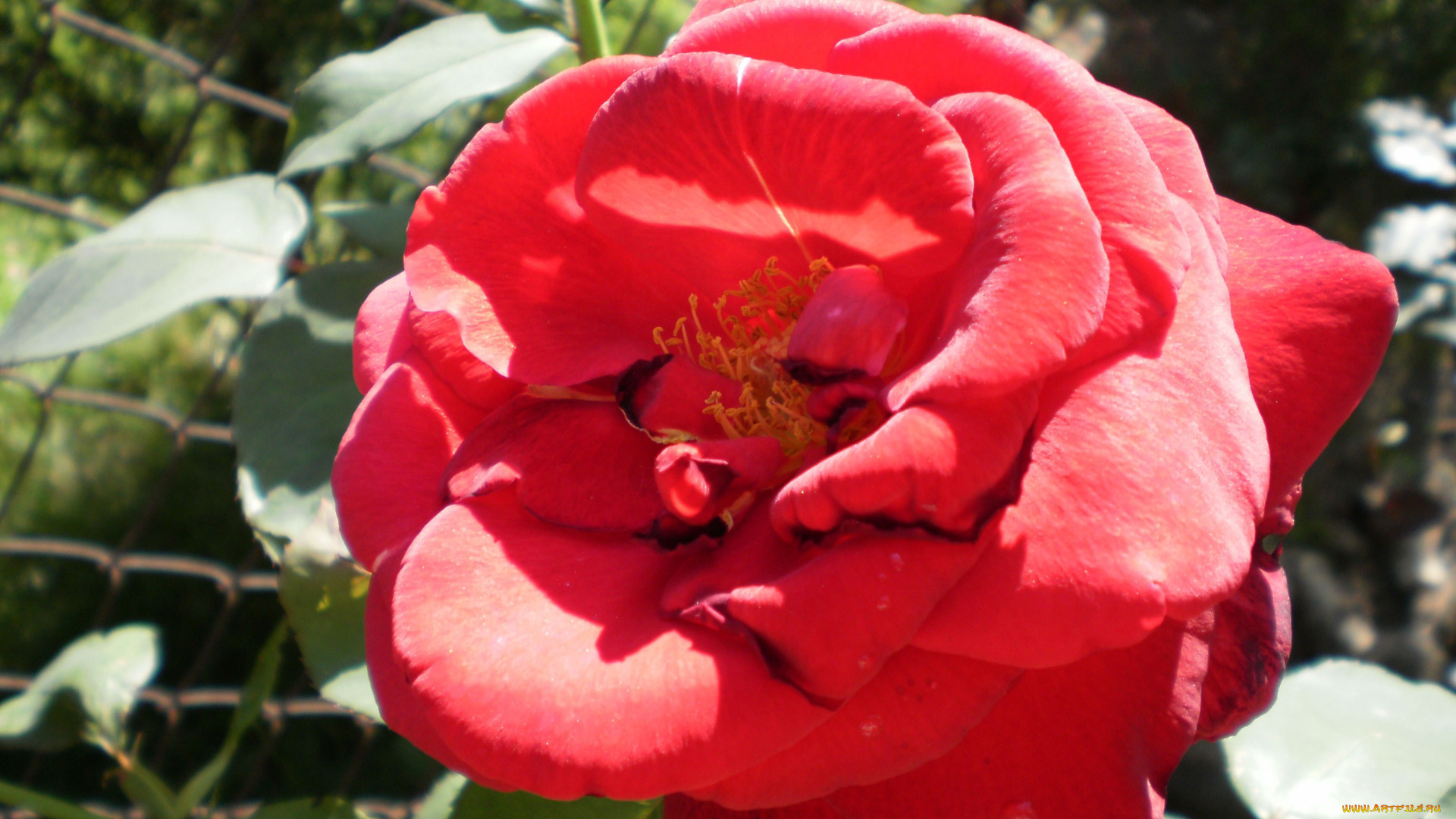 цветы, розы, лепестки