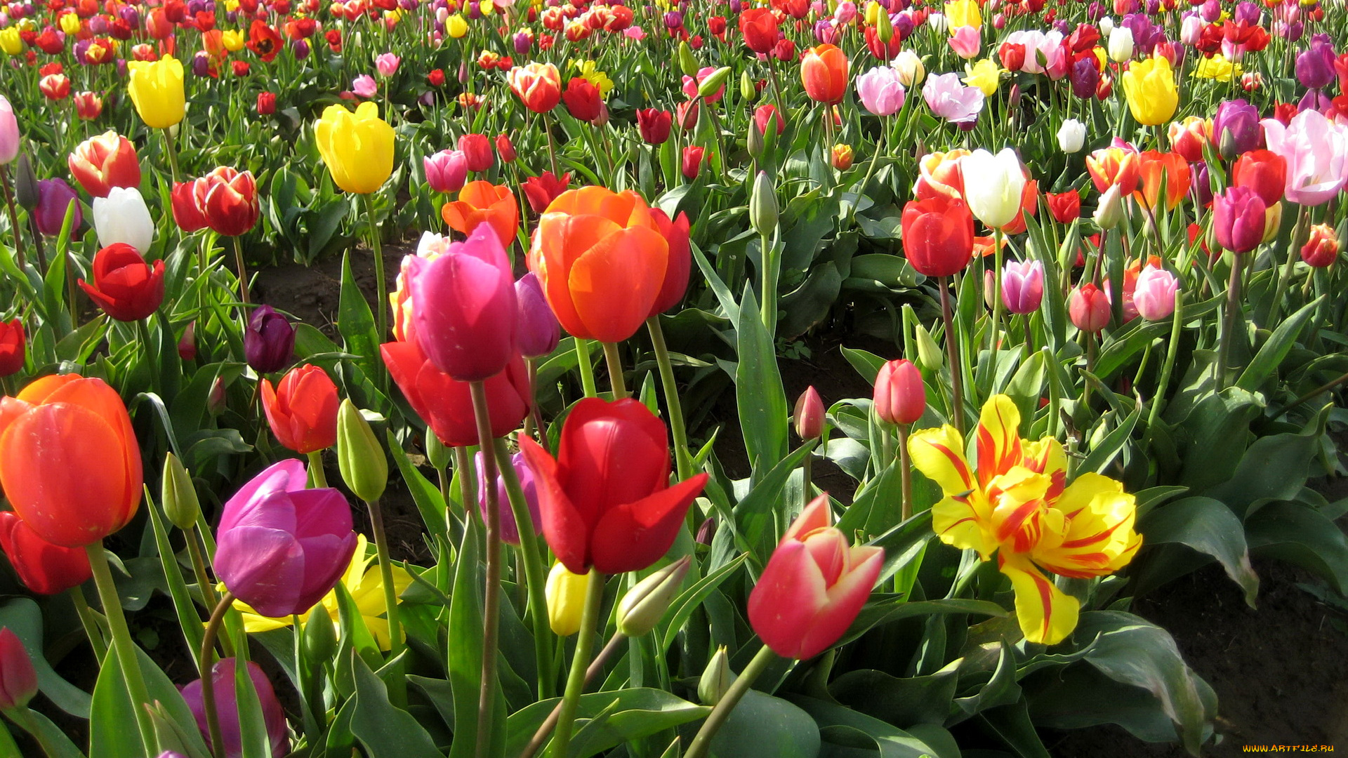 цветы, тюльпаны