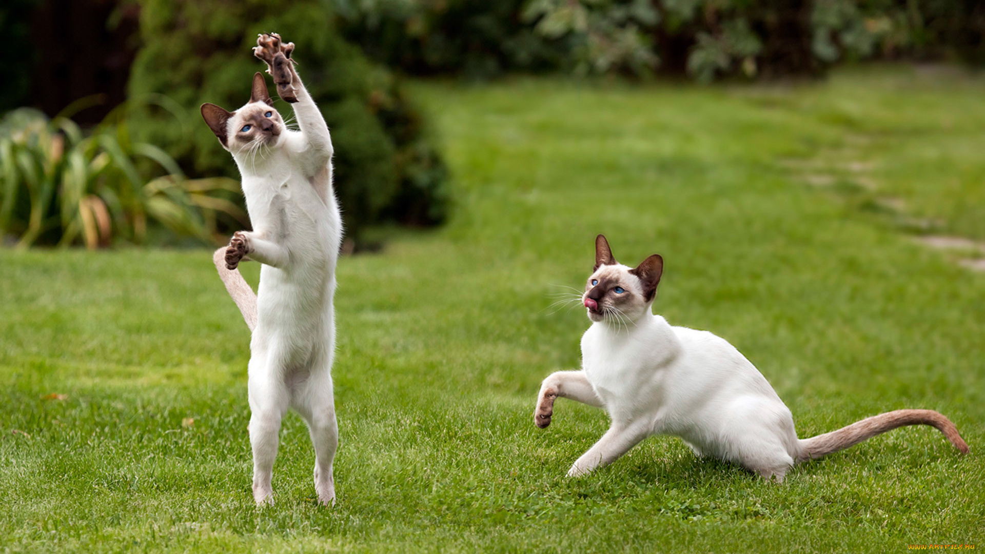 животные, коты, кошки, мышь, трава