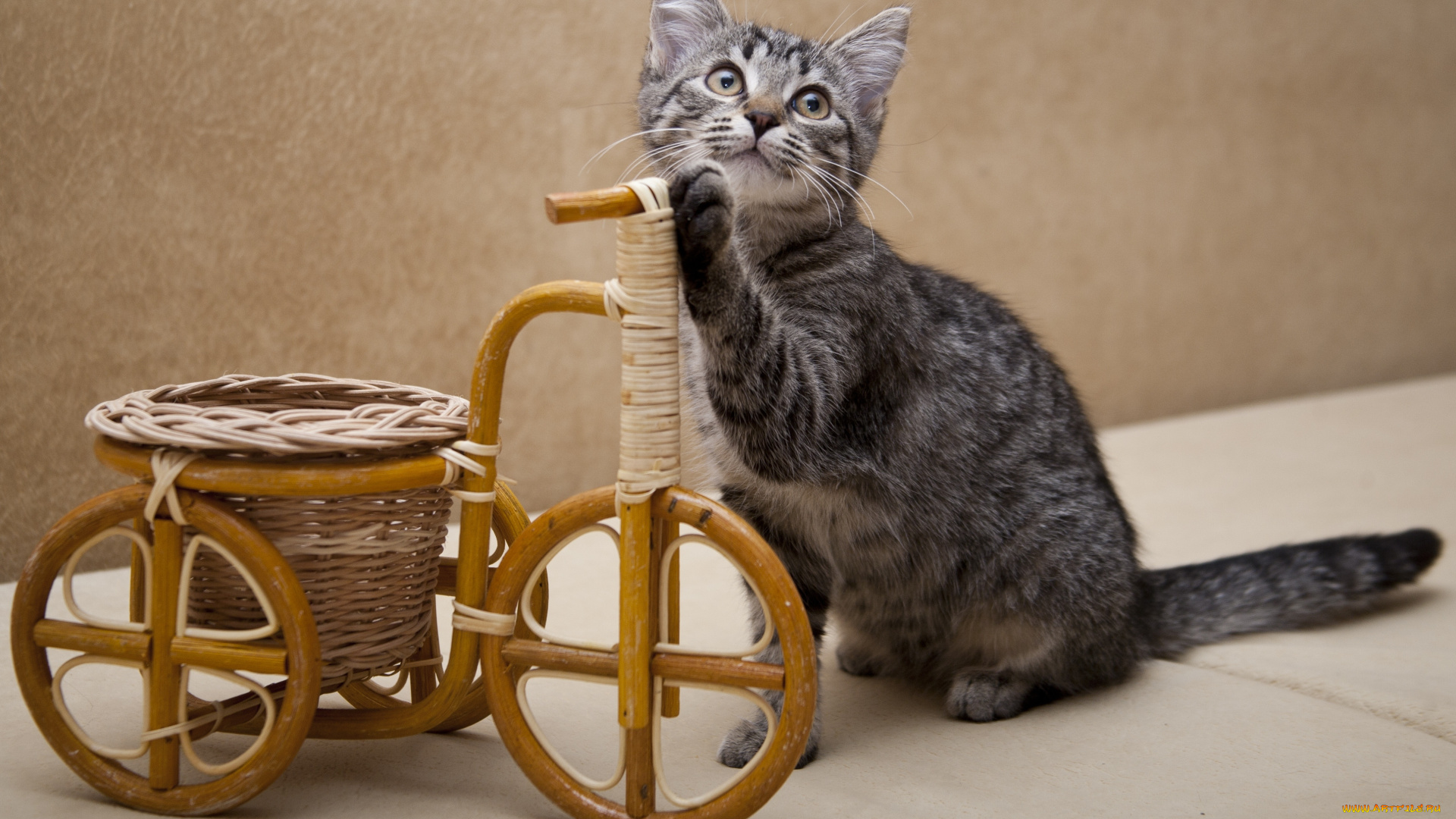 животные, коты, тачка, котёнок