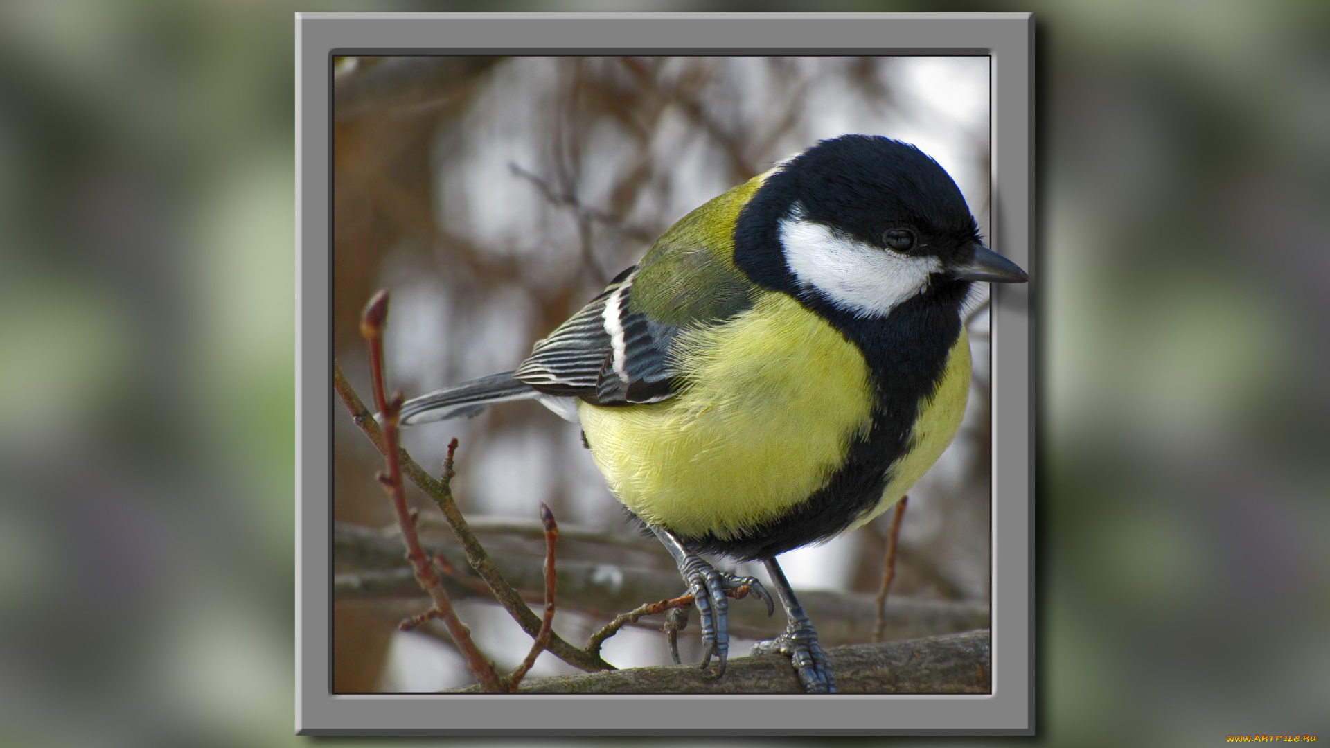 животные, синицы, лазоревки, рамка, портрет