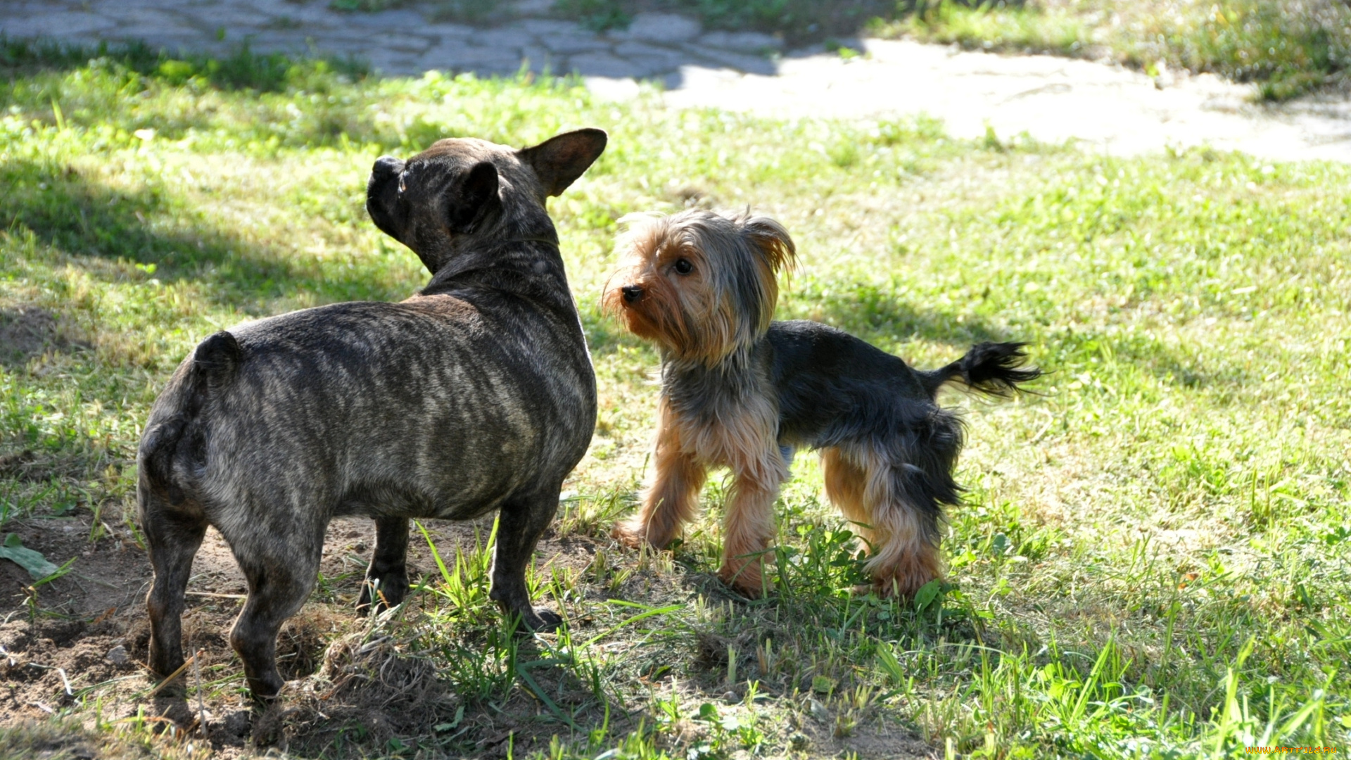 животные, собаки, терьер, трава, бульдог