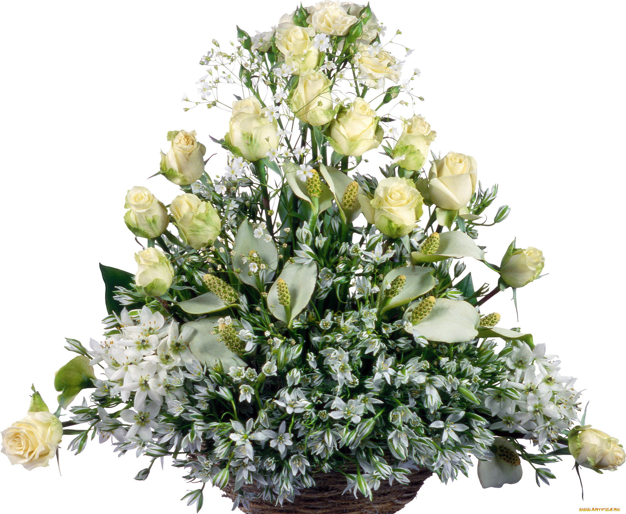 цветы, букеты, композиции, белые