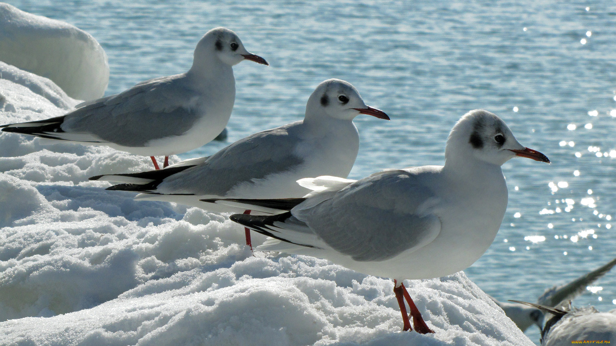 животные, Чайки, бакланы, крачки, море
