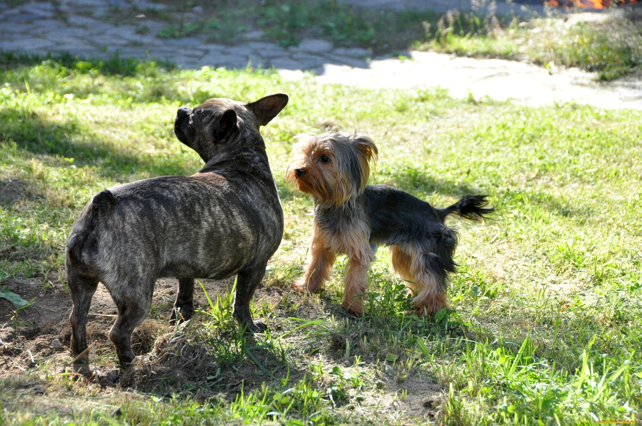 животные, собаки, терьер, трава, бульдог