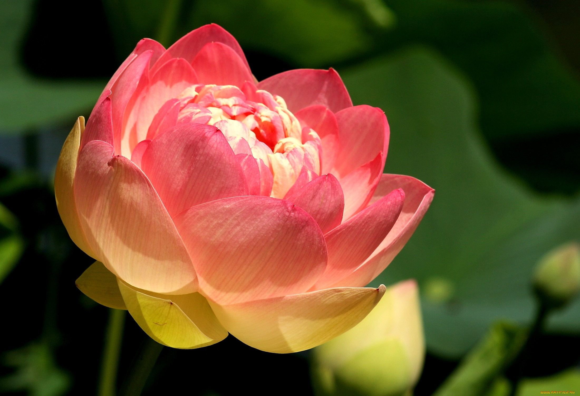 цветы, лотосы, лепестки