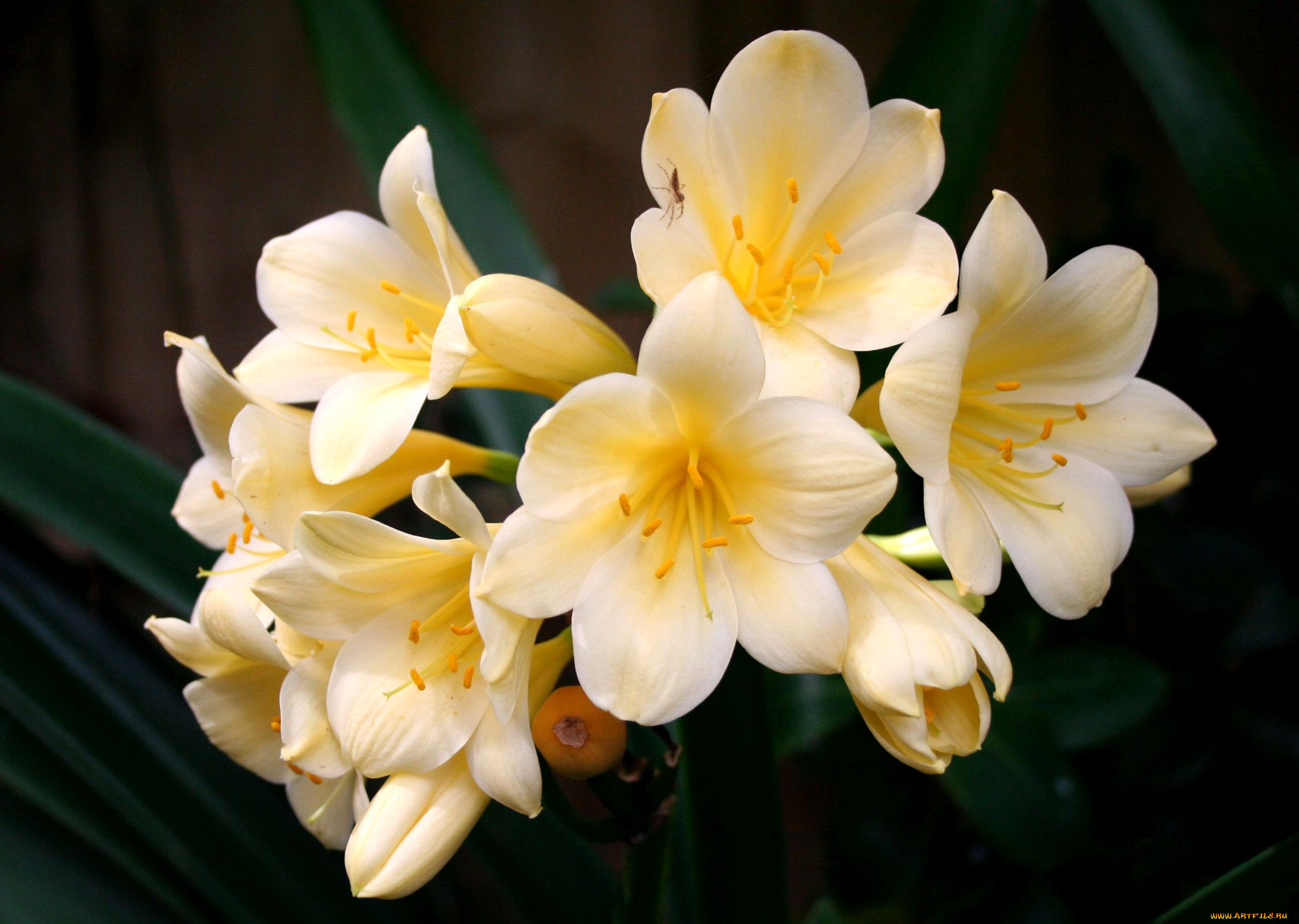 цветы, кливия, желтый