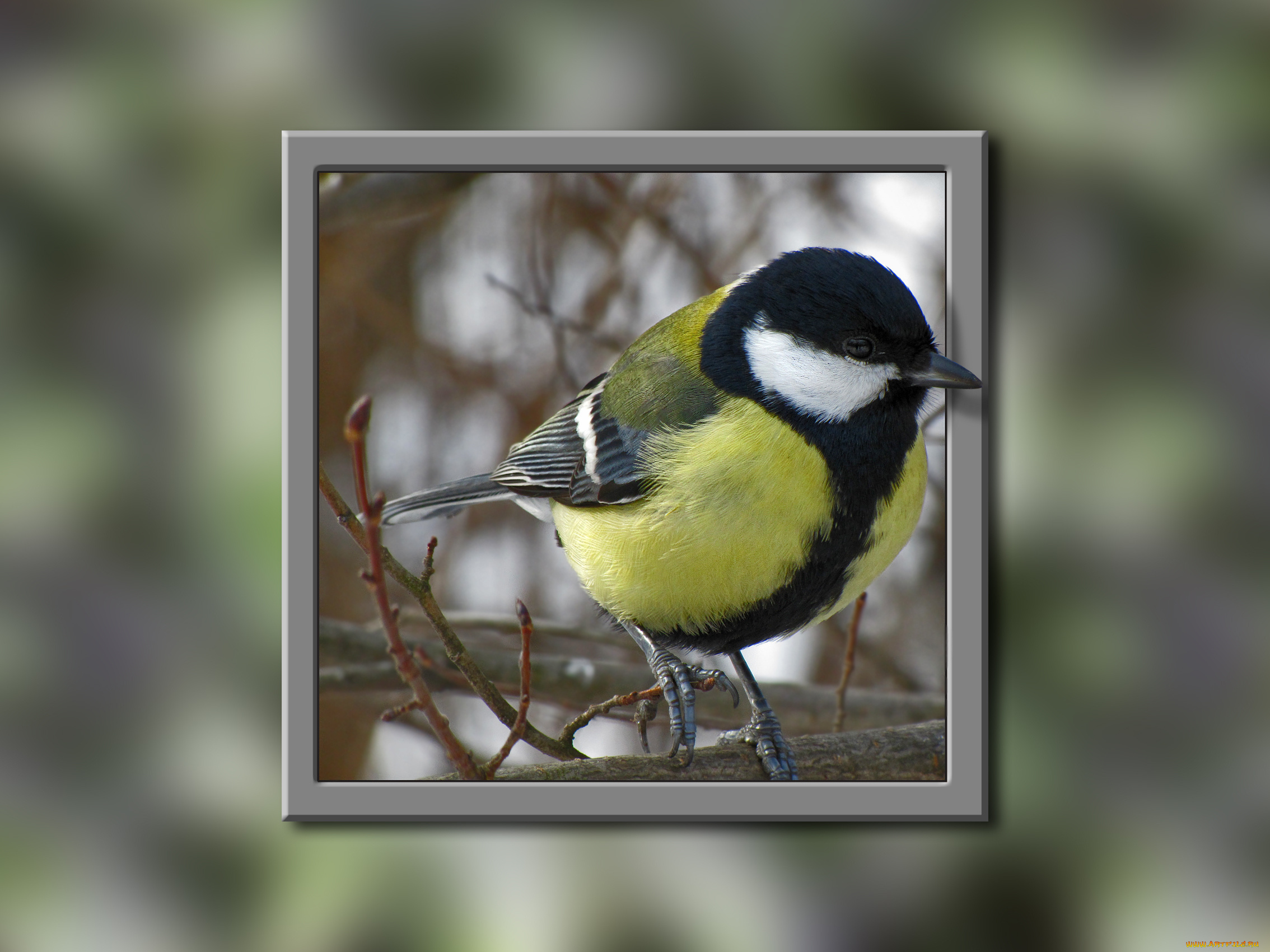 животные, синицы, лазоревки, рамка, портрет