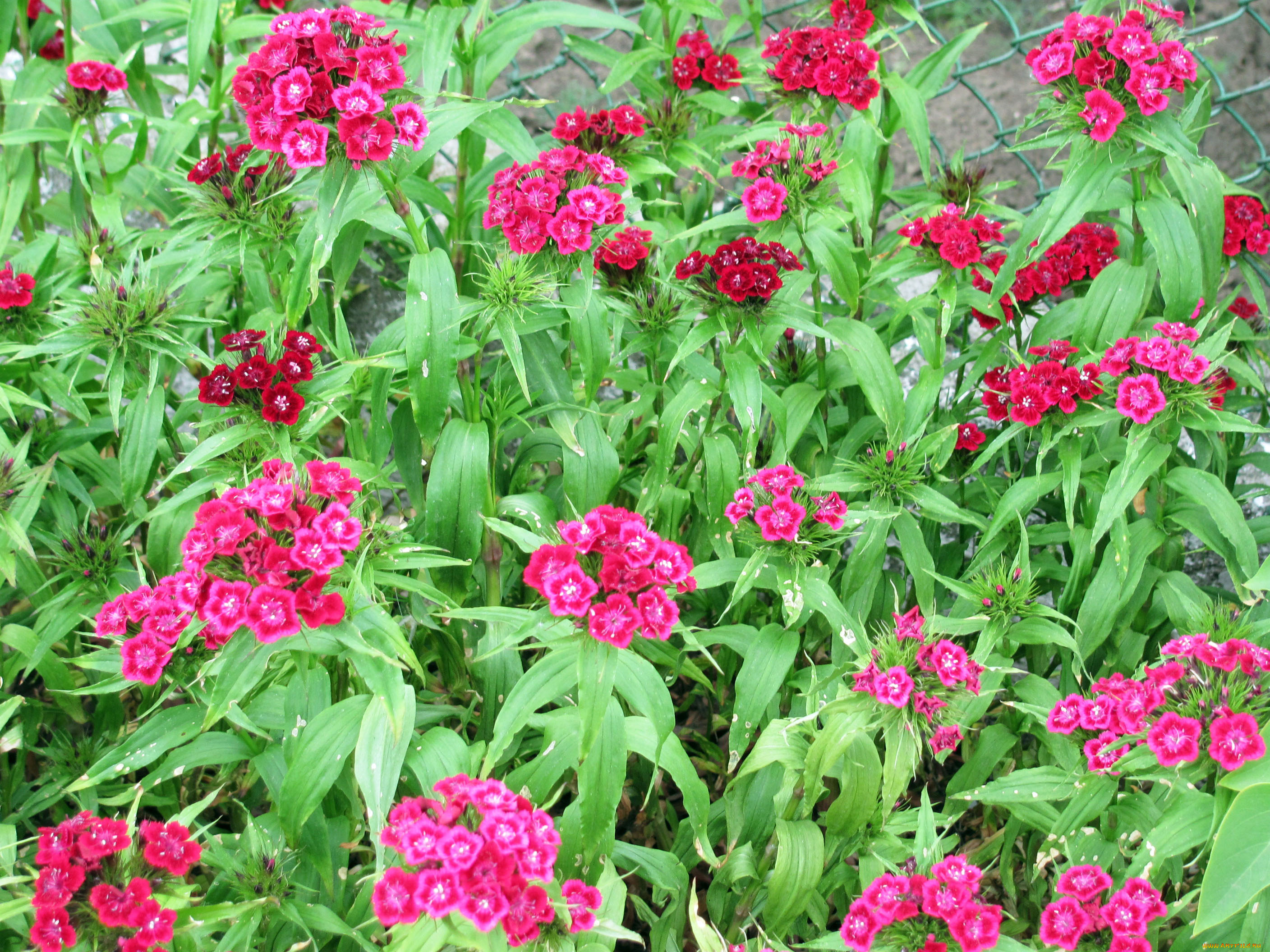 цветы, гвоздики, розовый