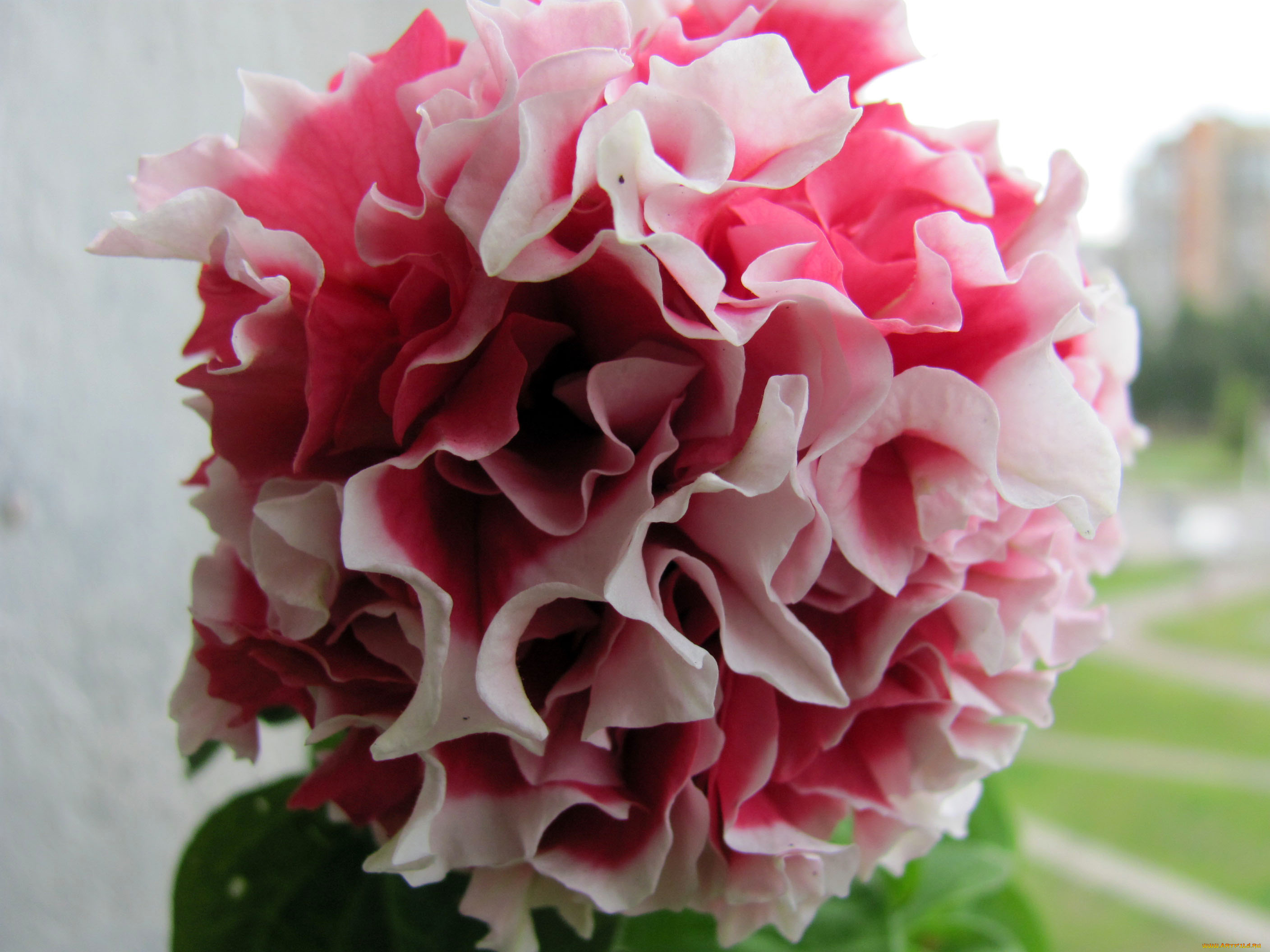 цветы, петунии, калибрахоа, макро