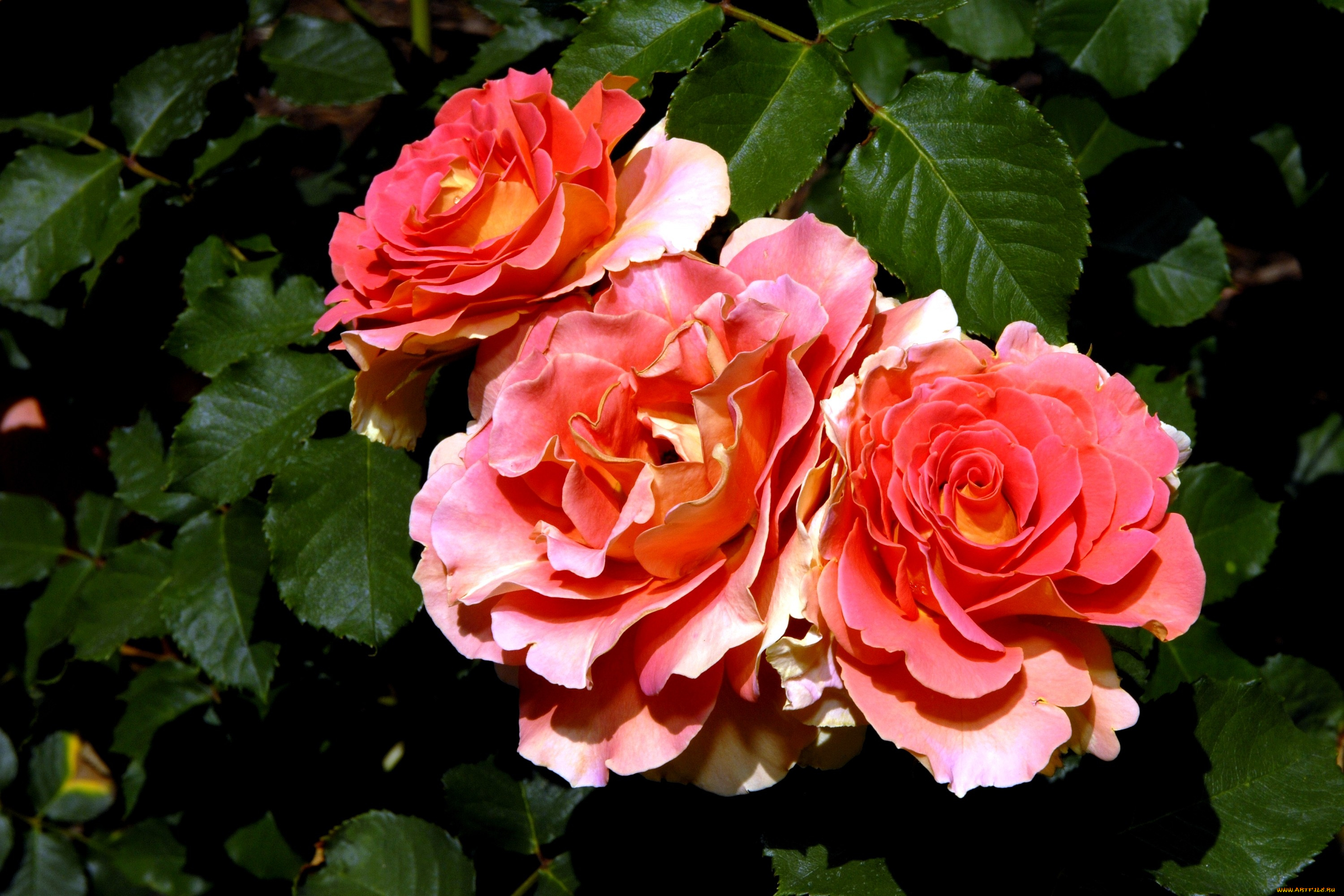 цветы, розы, бутоны, лепестки