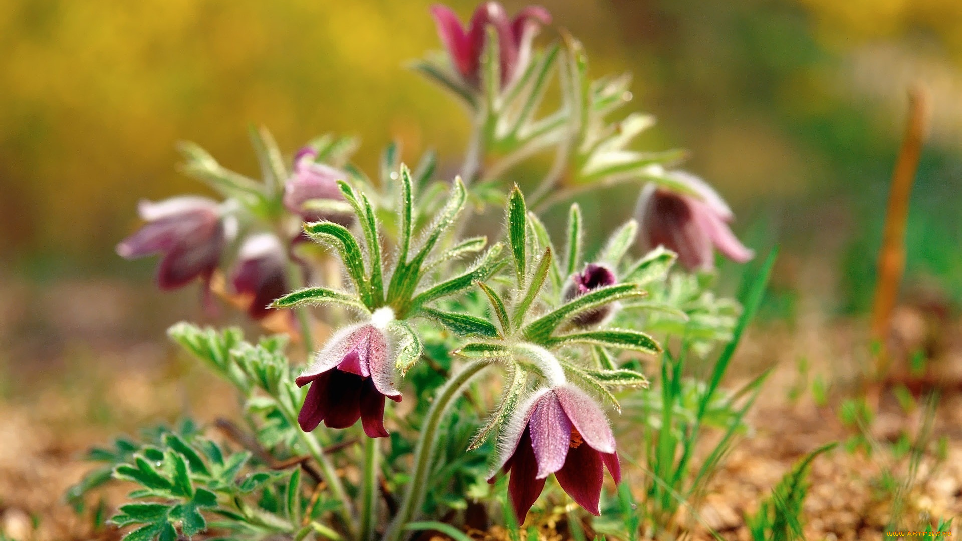 цветы, анемоны, адонисы, сон-трава, кустик