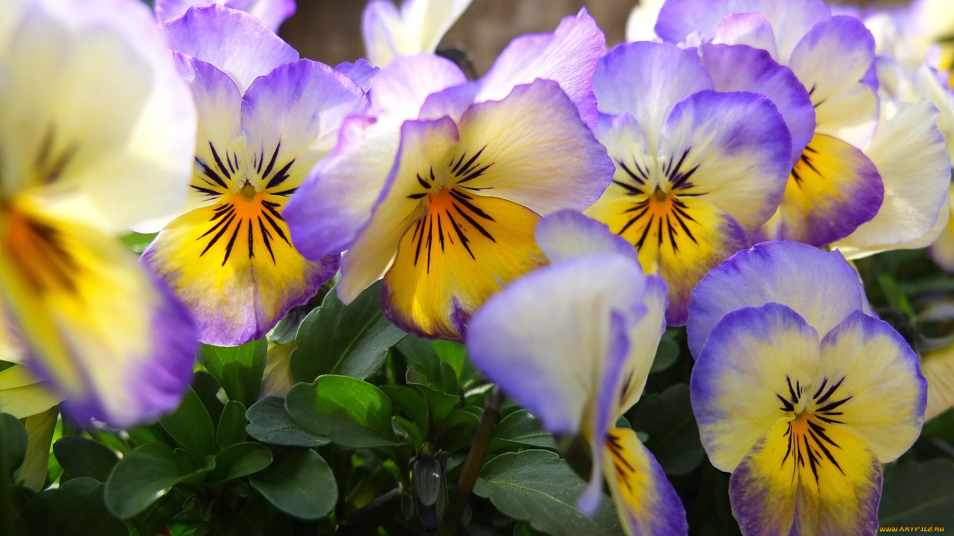 цветы, анютины, глазки, садовые, фиалки, сиреневый