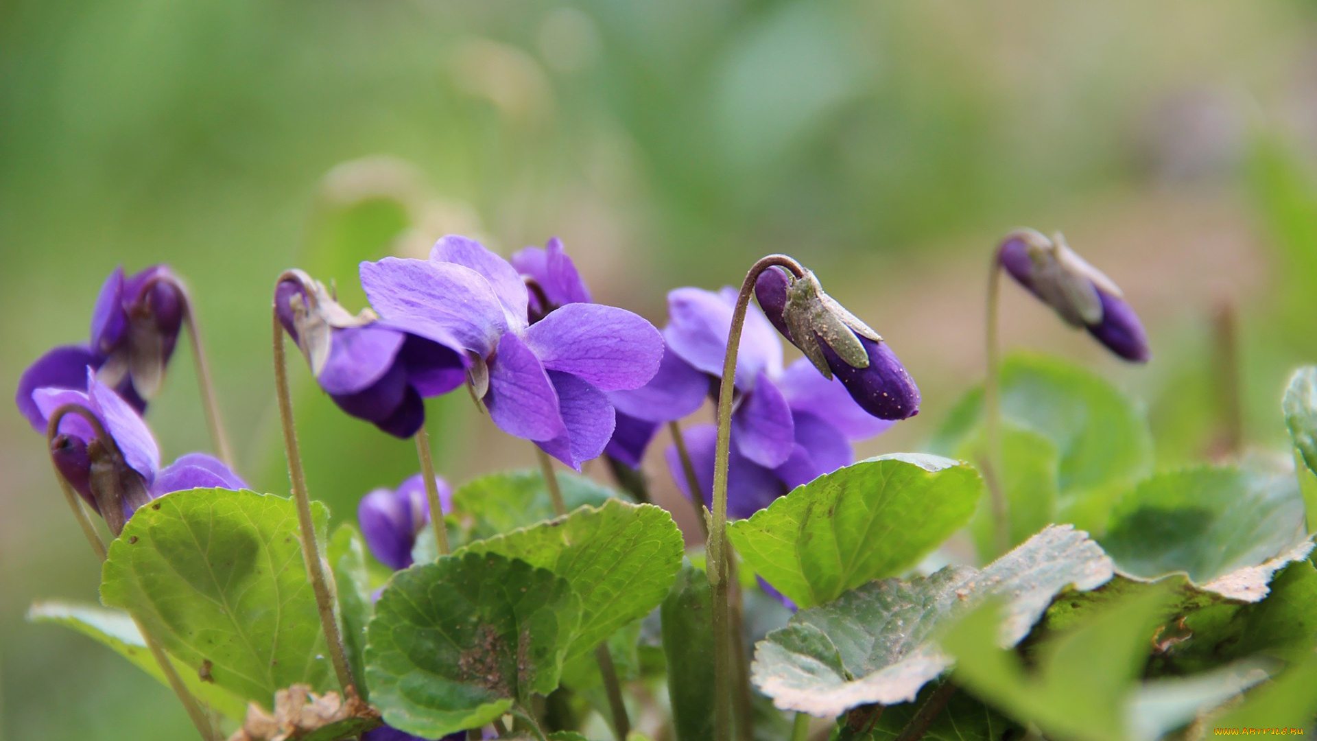 цветы, фиалки, сиреневый