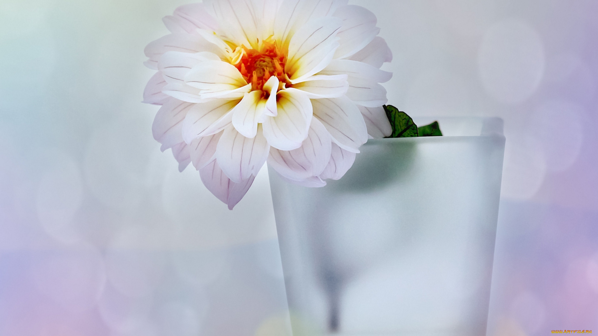 цветы, георгины, белый