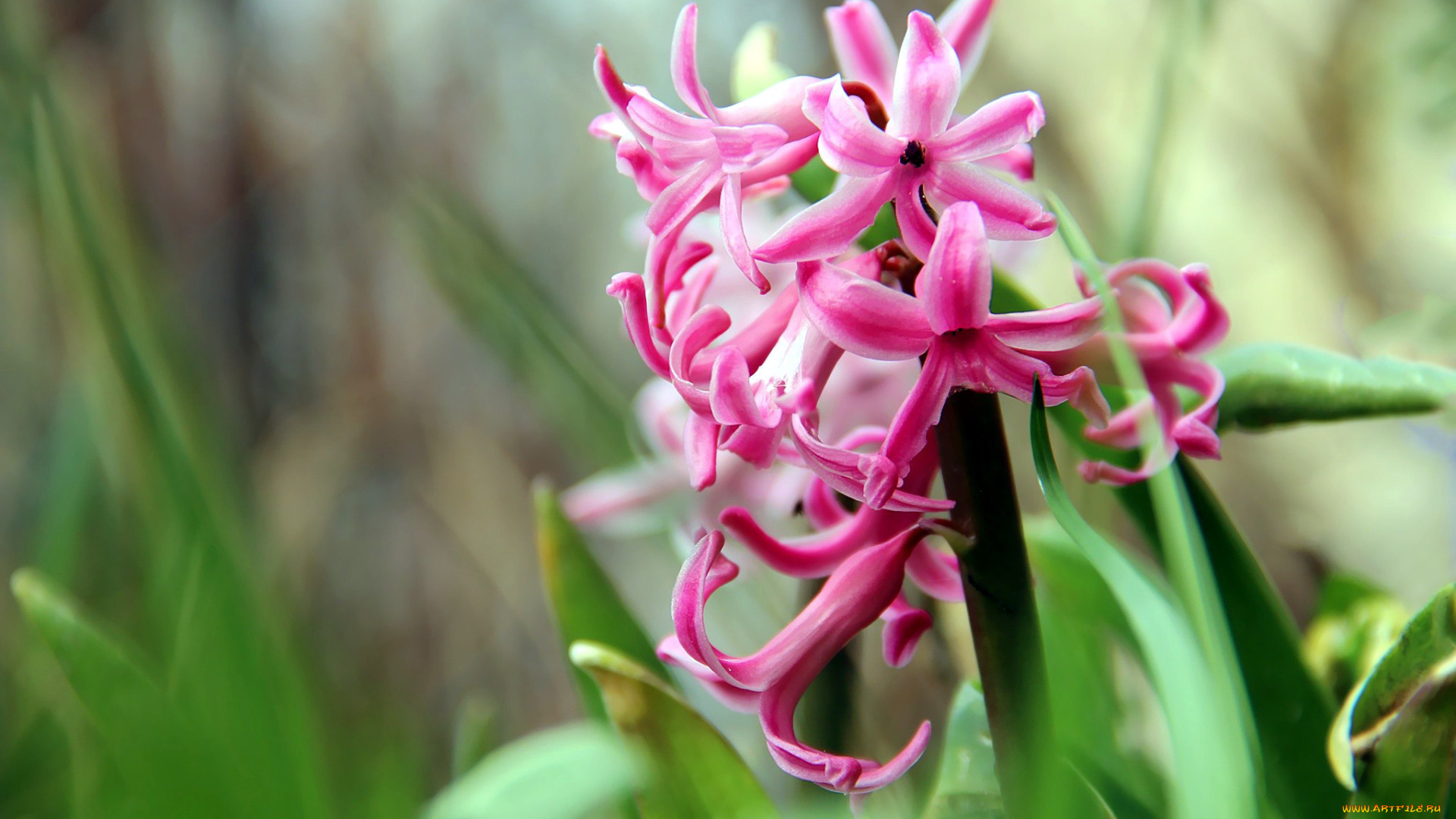 цветы, гиацинты, розовый