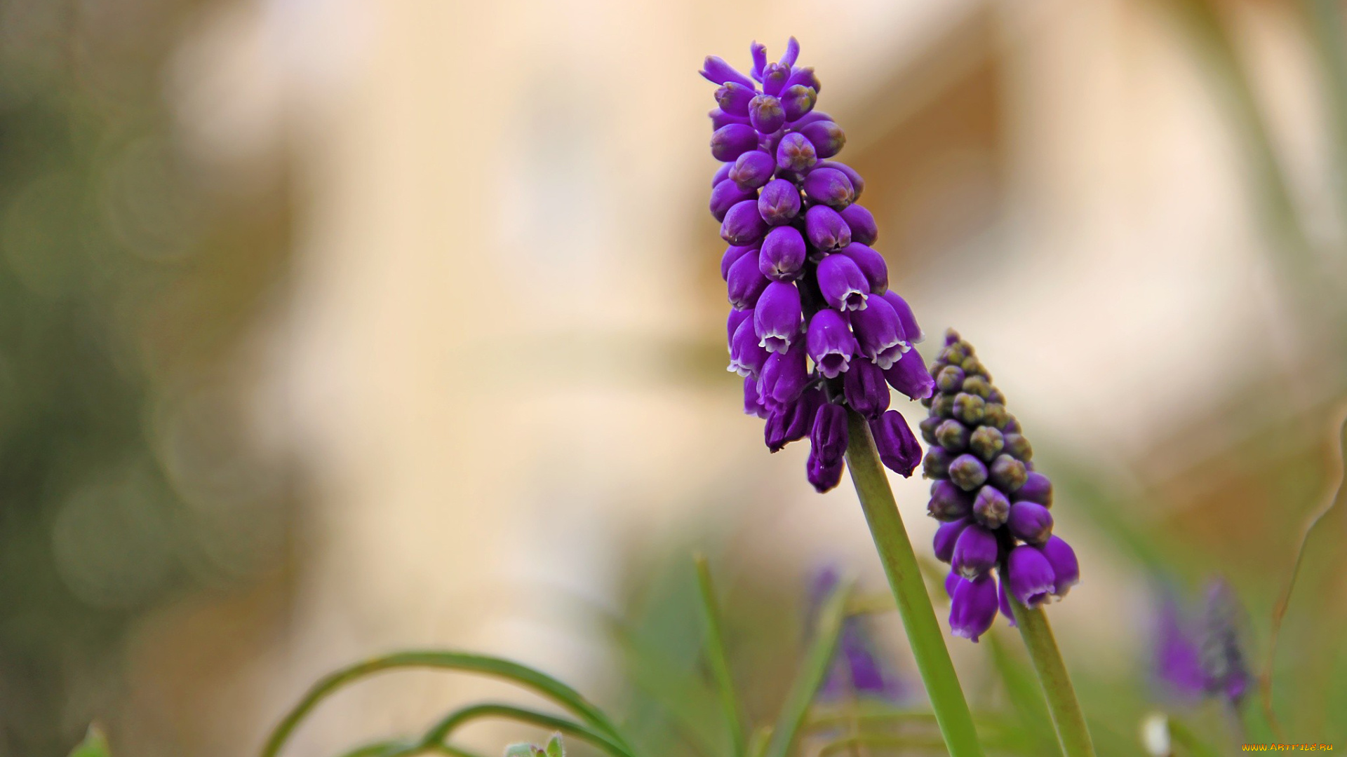 цветы, гиацинты, сиреневый