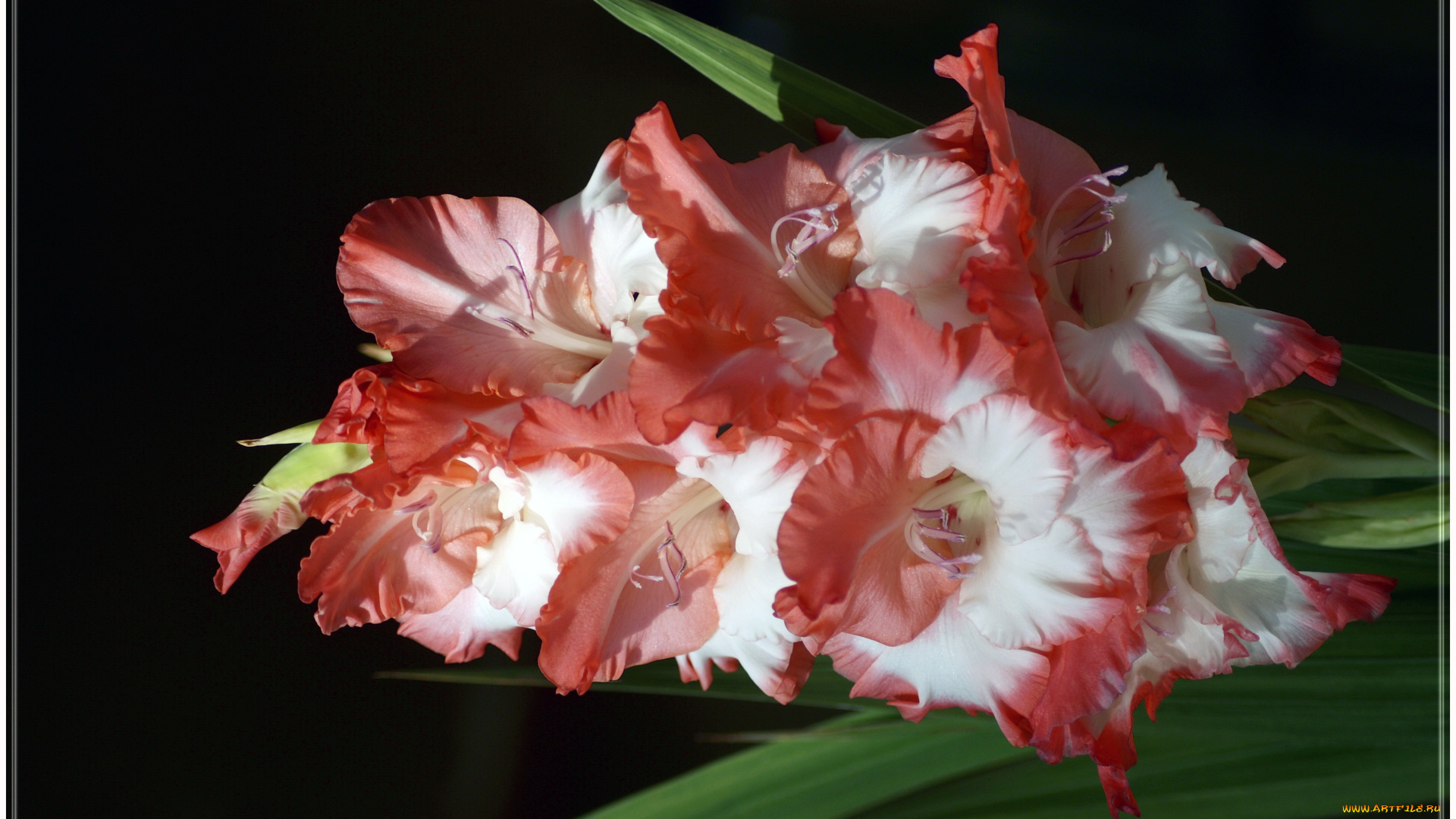 цветы, гладиолусы, гладиолус