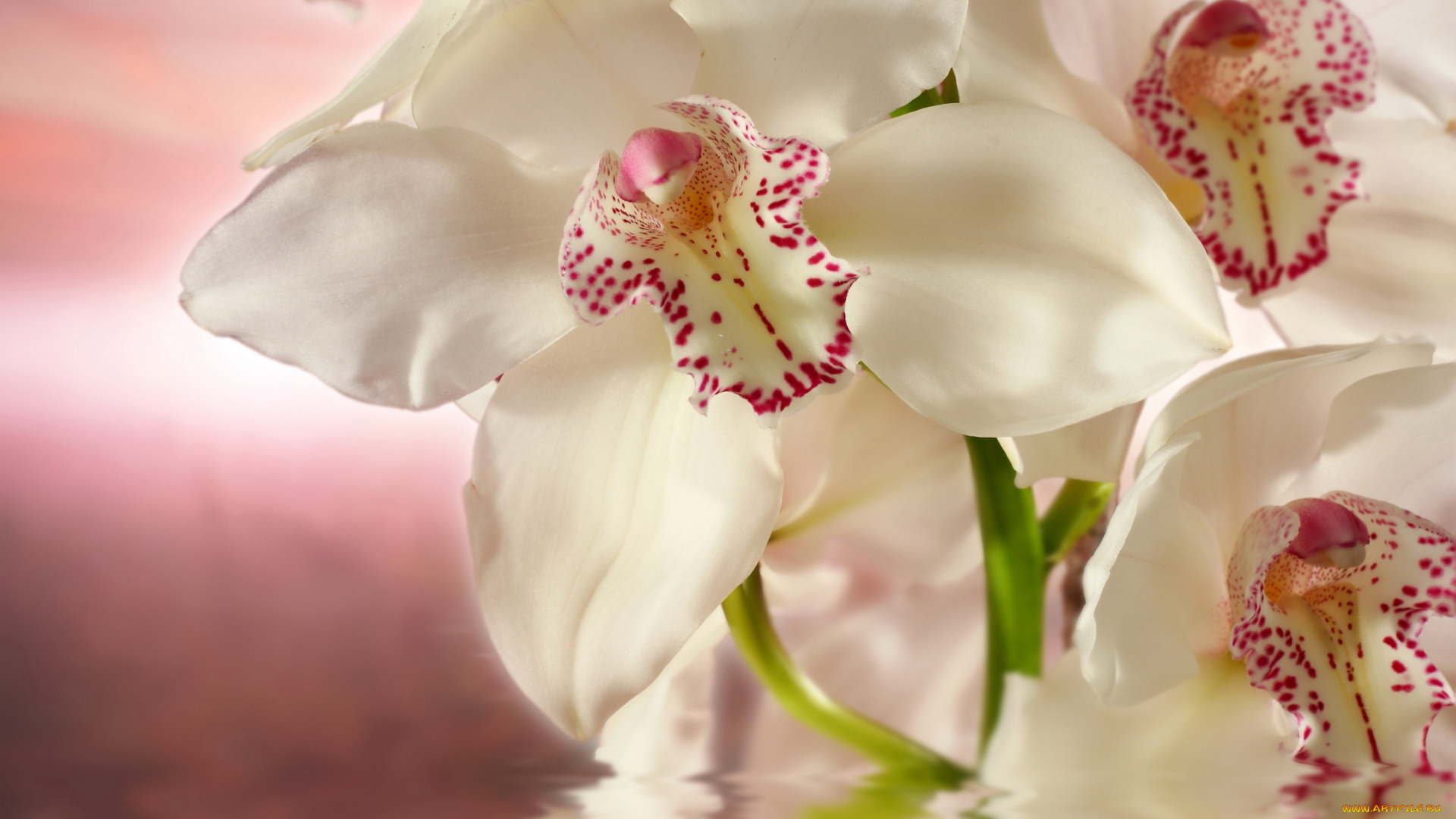 цветы, орхидеи