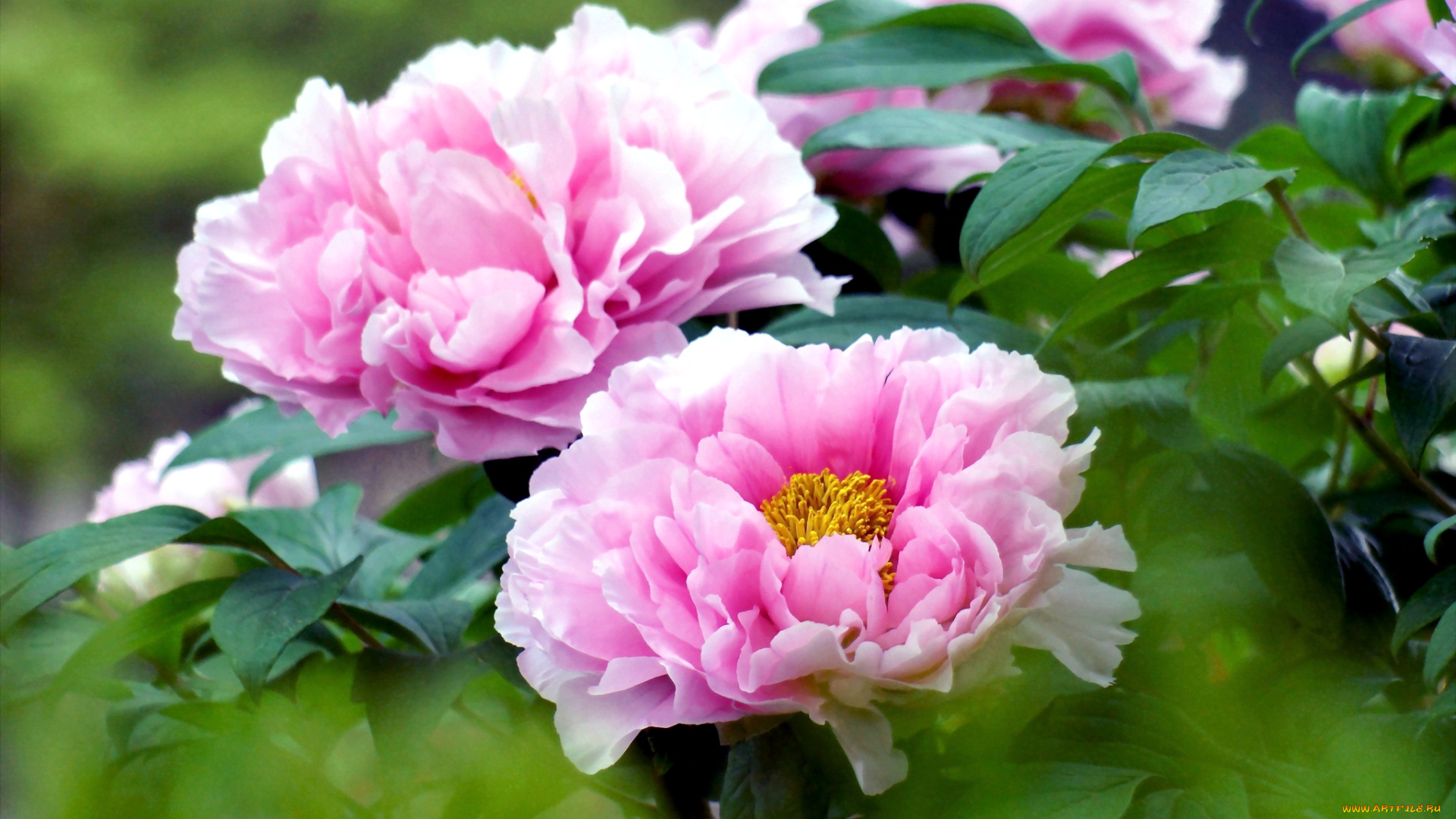 цветы, пионы, пышный, розовый