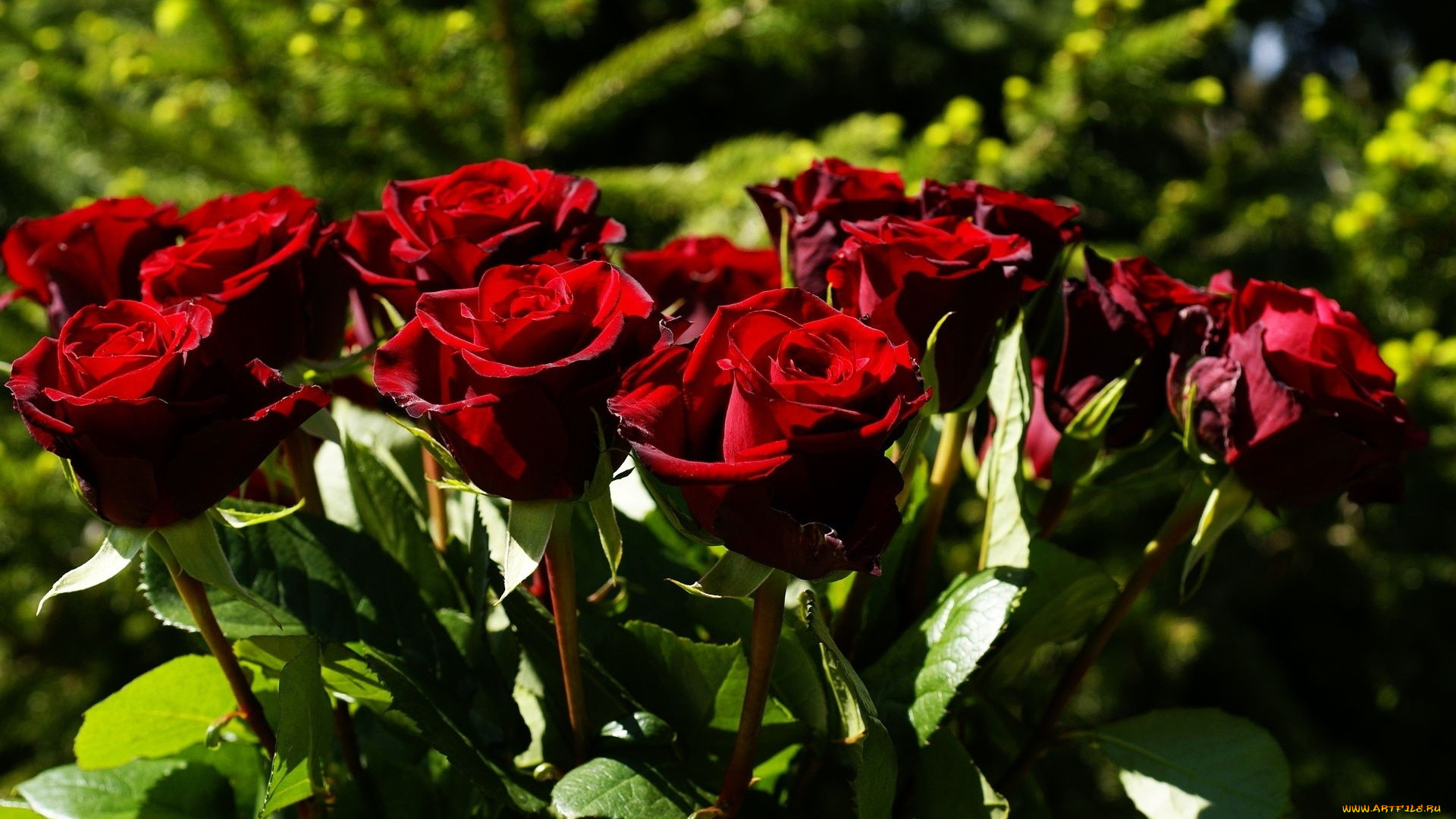 цветы, розы, бордо