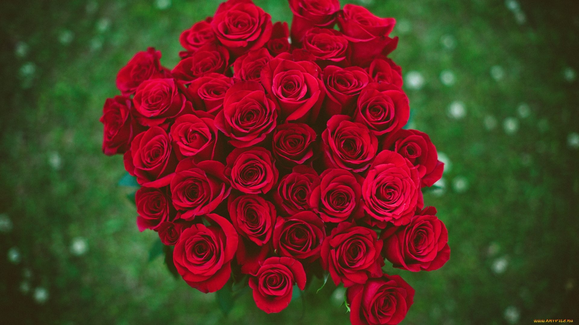цветы, розы, букет, красный