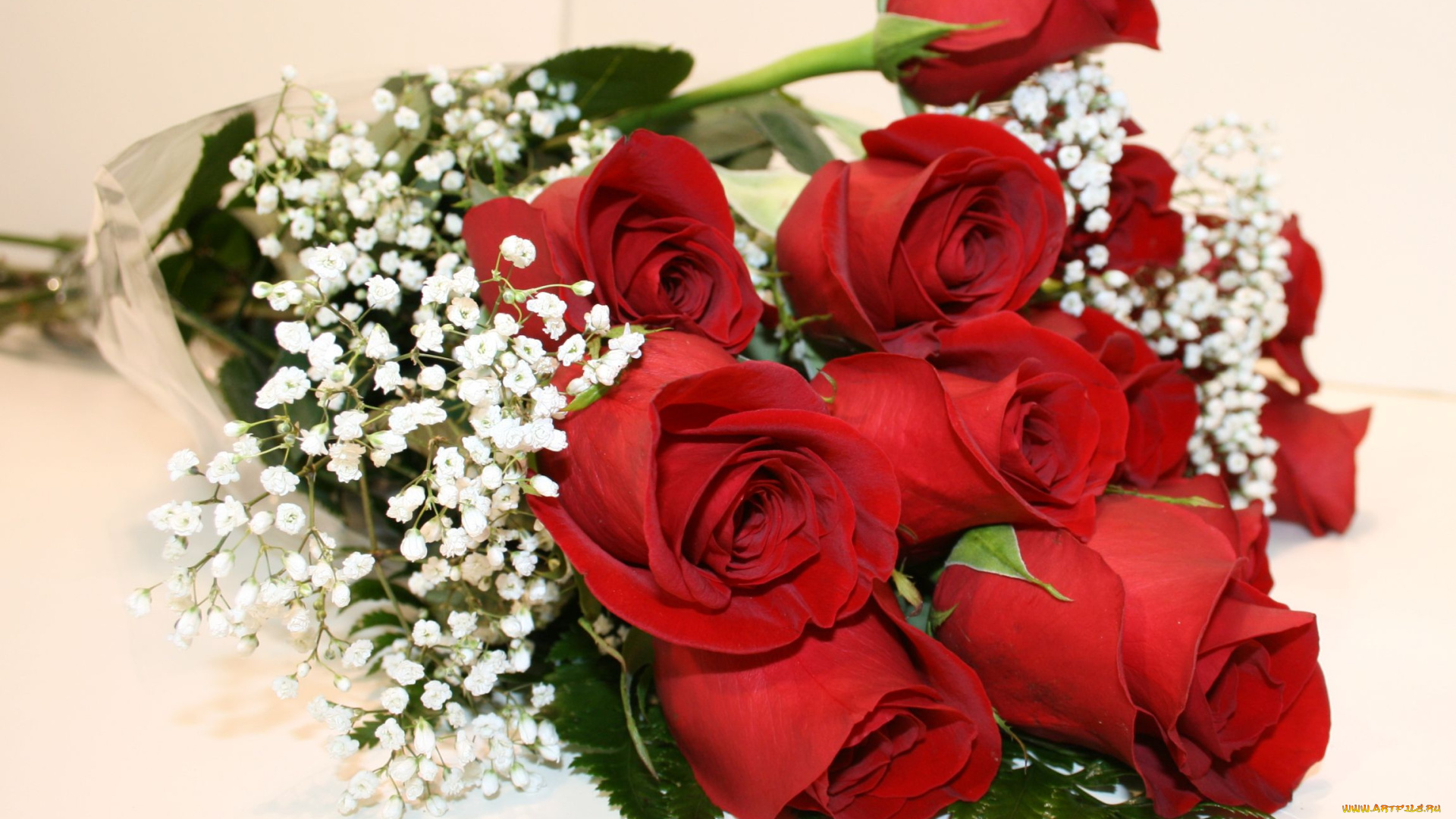 цветы, розы, гипсофила