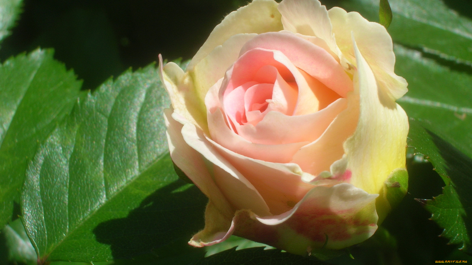 цветы, розы, роза