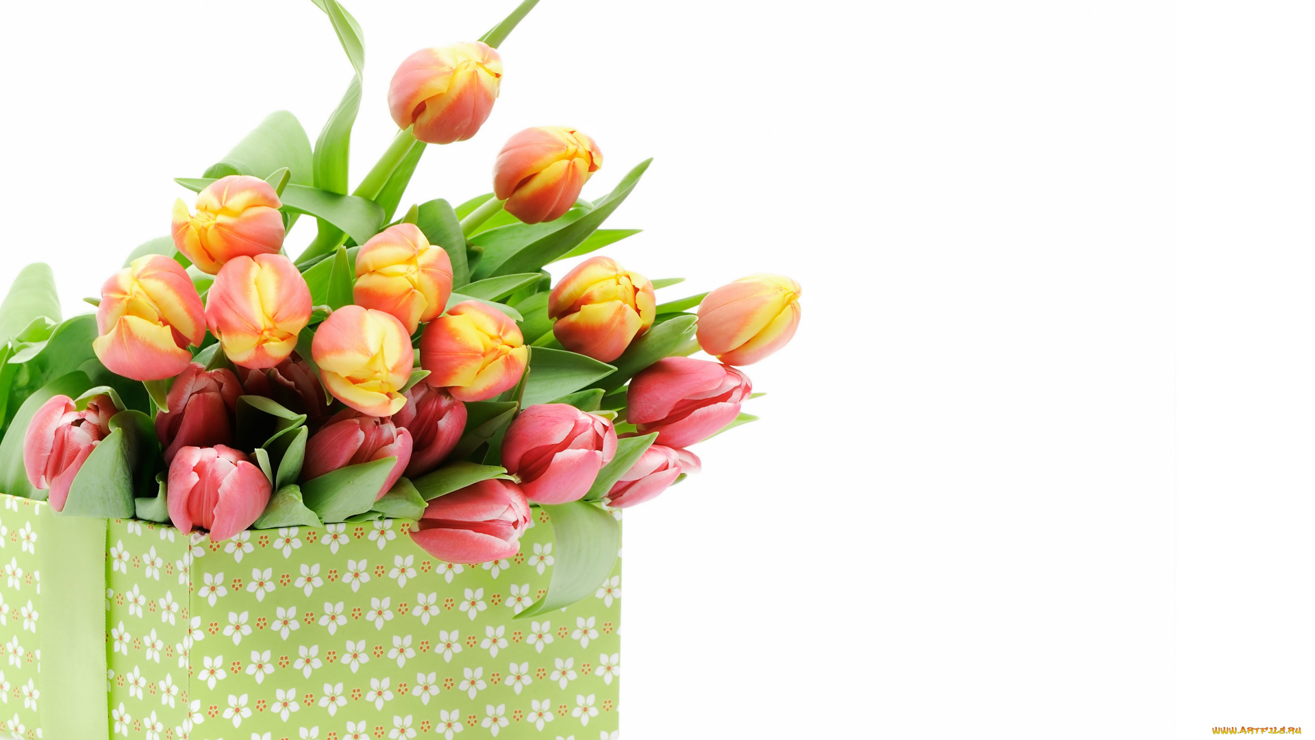 цветы, тюльпаны