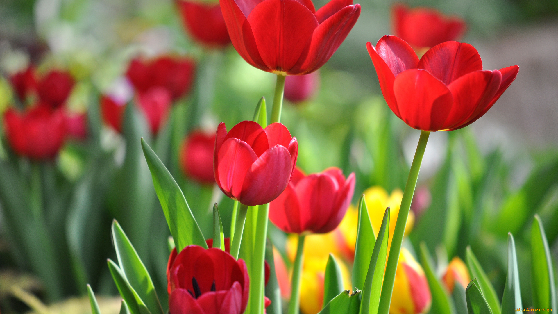 цветы, тюльпаны, красные