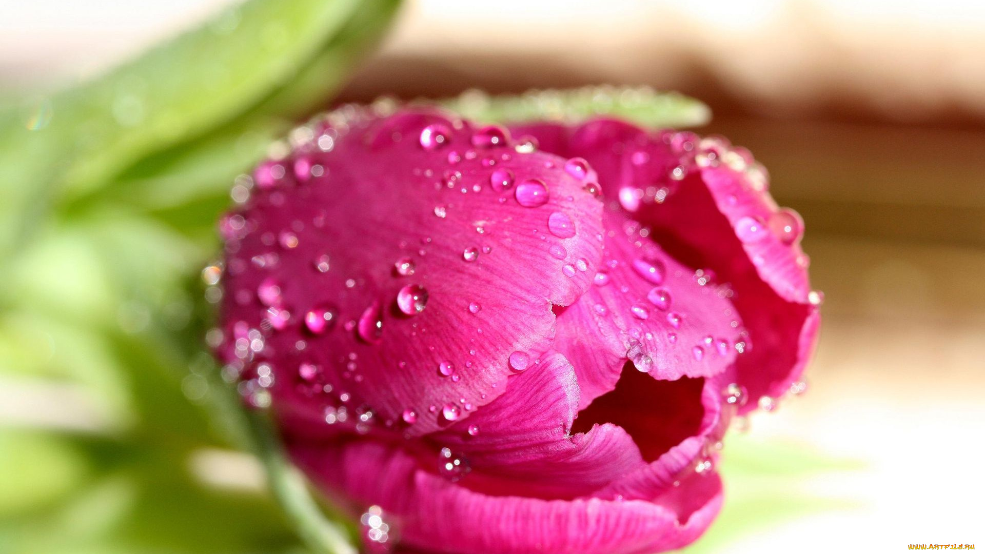 цветы, тюльпаны, розовый