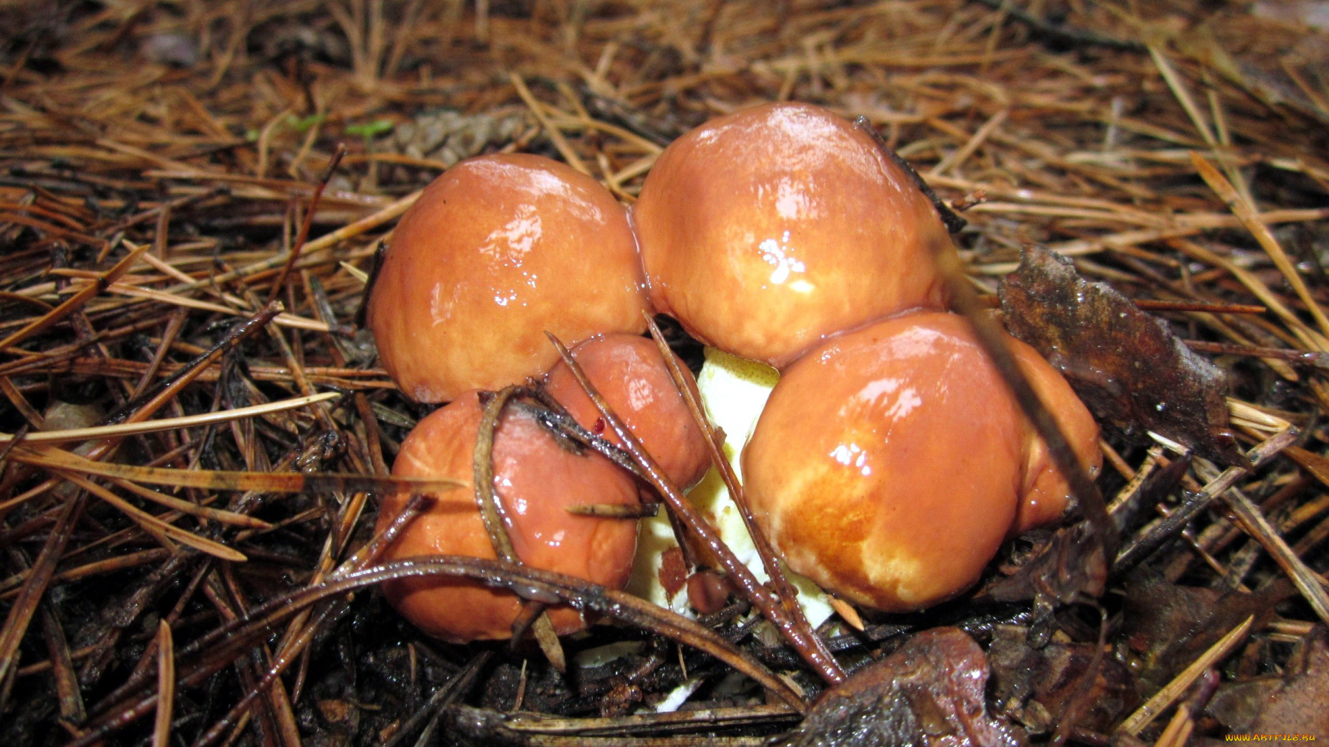 природа, грибы, маслята