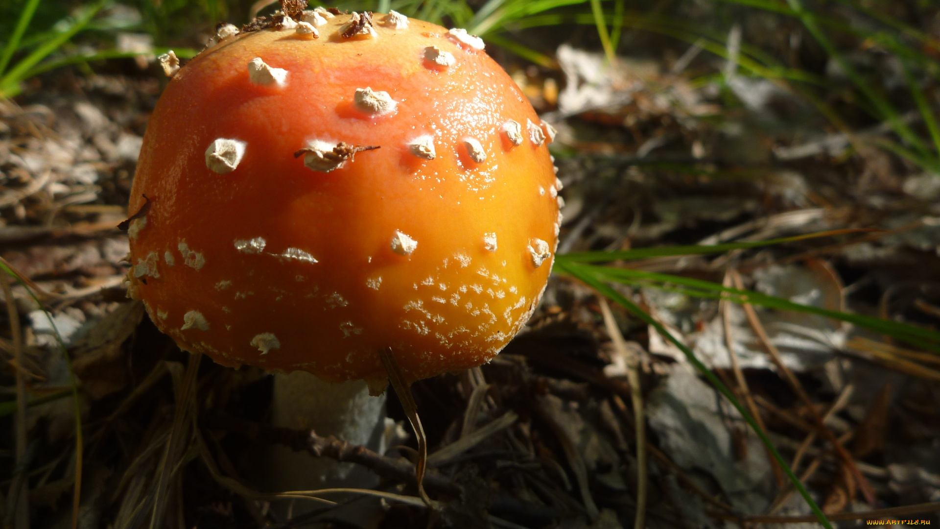 природа, грибы, мухомор, макро