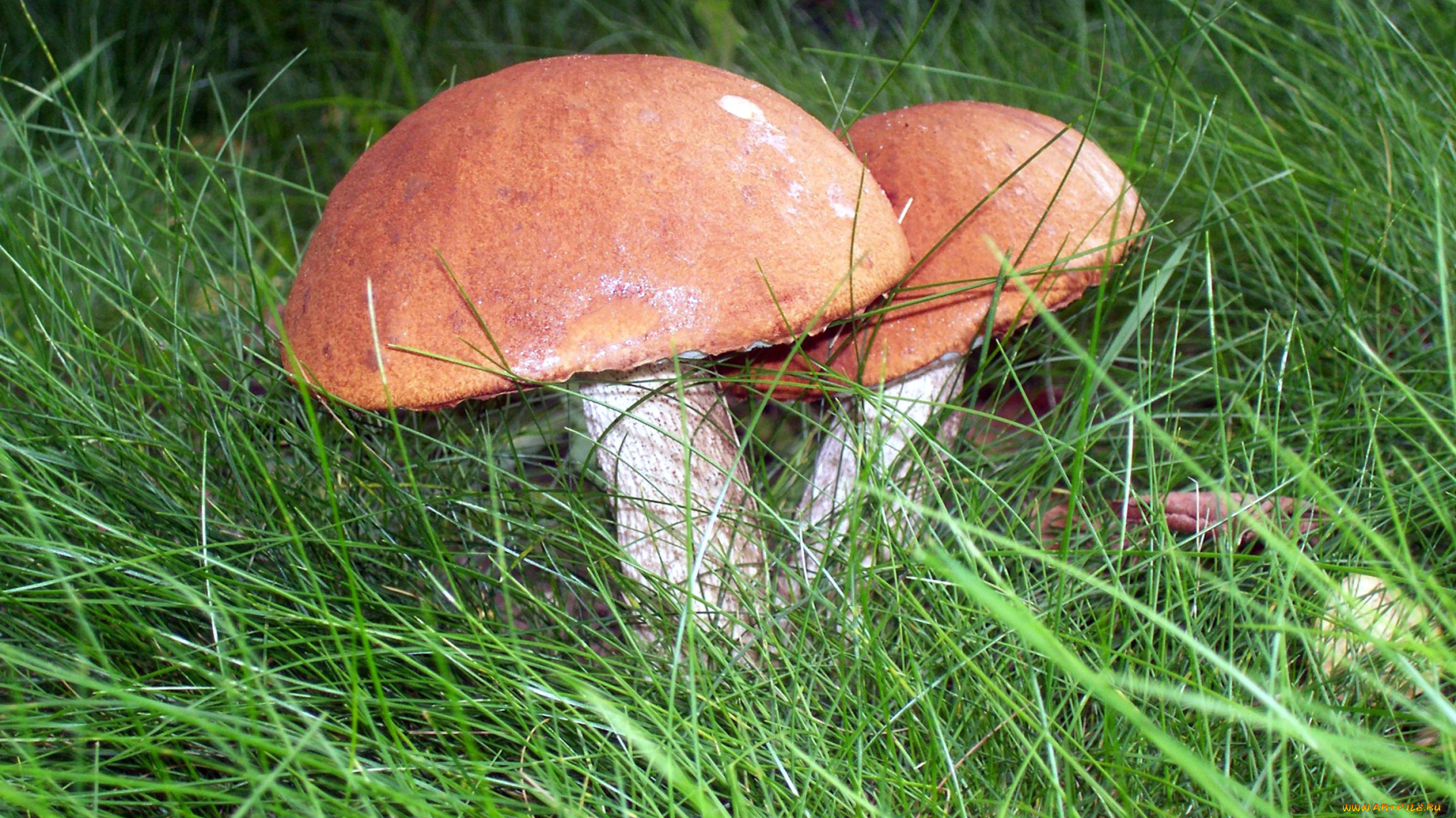 природа, грибы, трава, подосиновики
