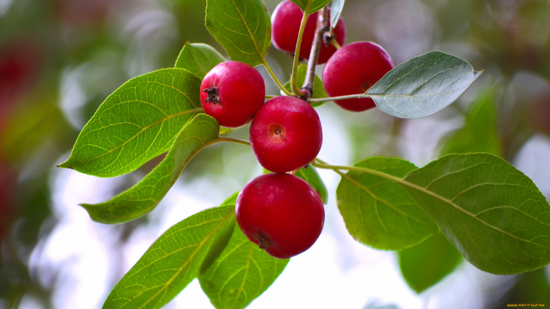 природа, плоды, яблоки, ветка