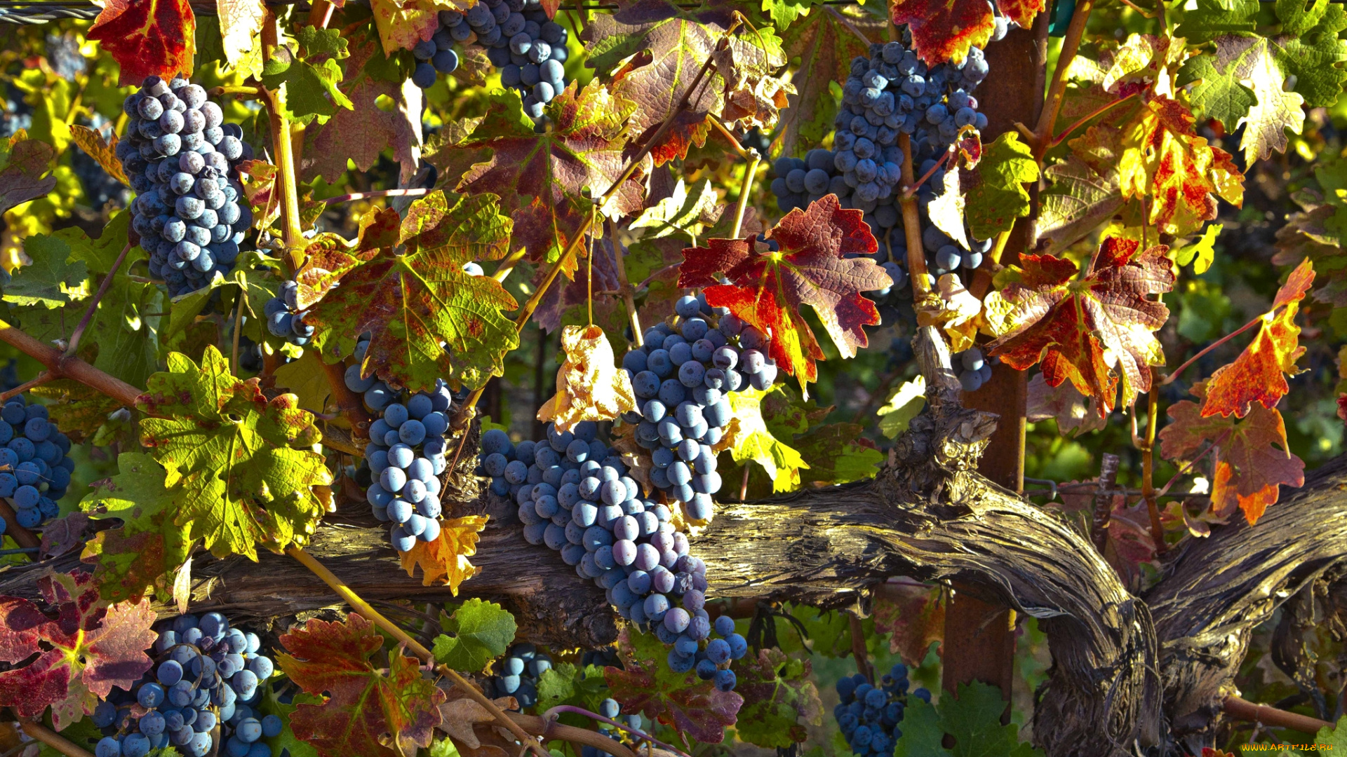 природа, Ягоды, виноград, синий, лоза