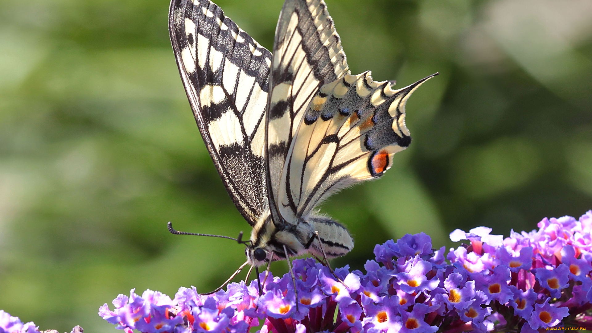 животные, бабочки, цветы, крылья