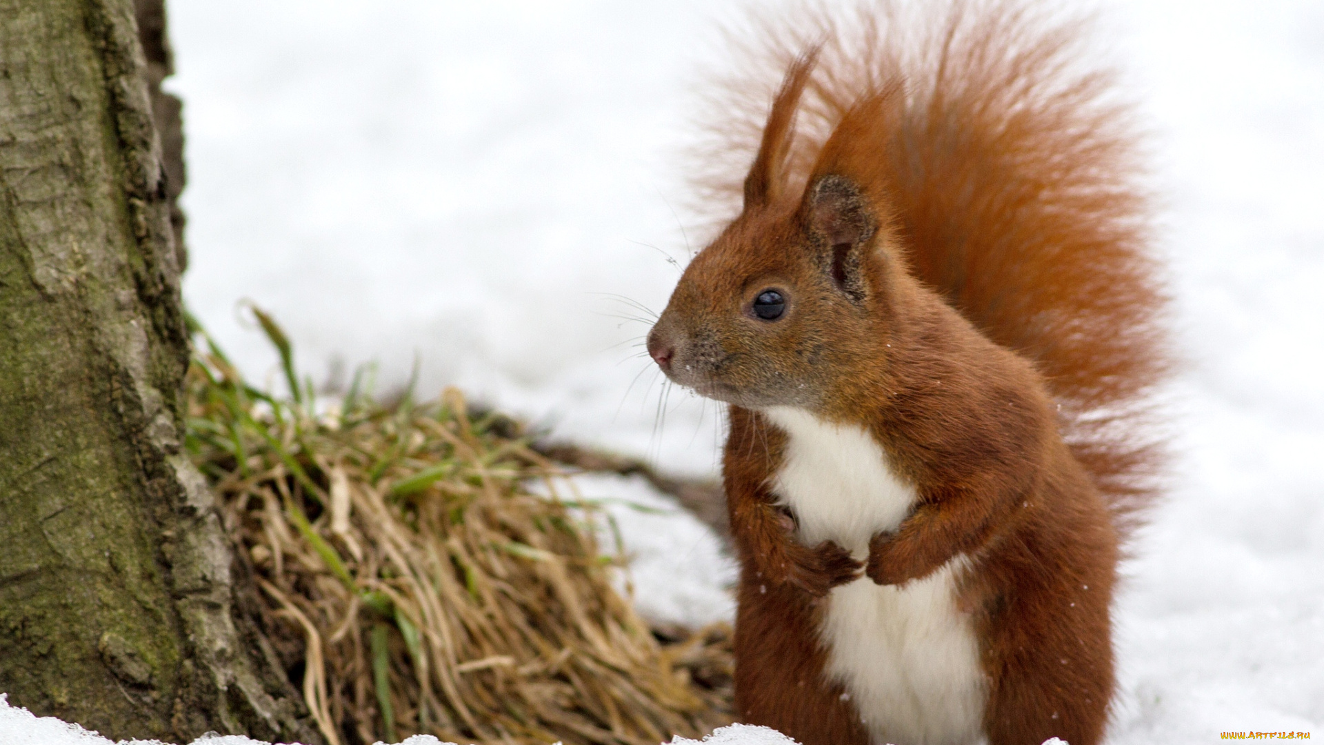 животные, белки, рыжая, хвост, снег