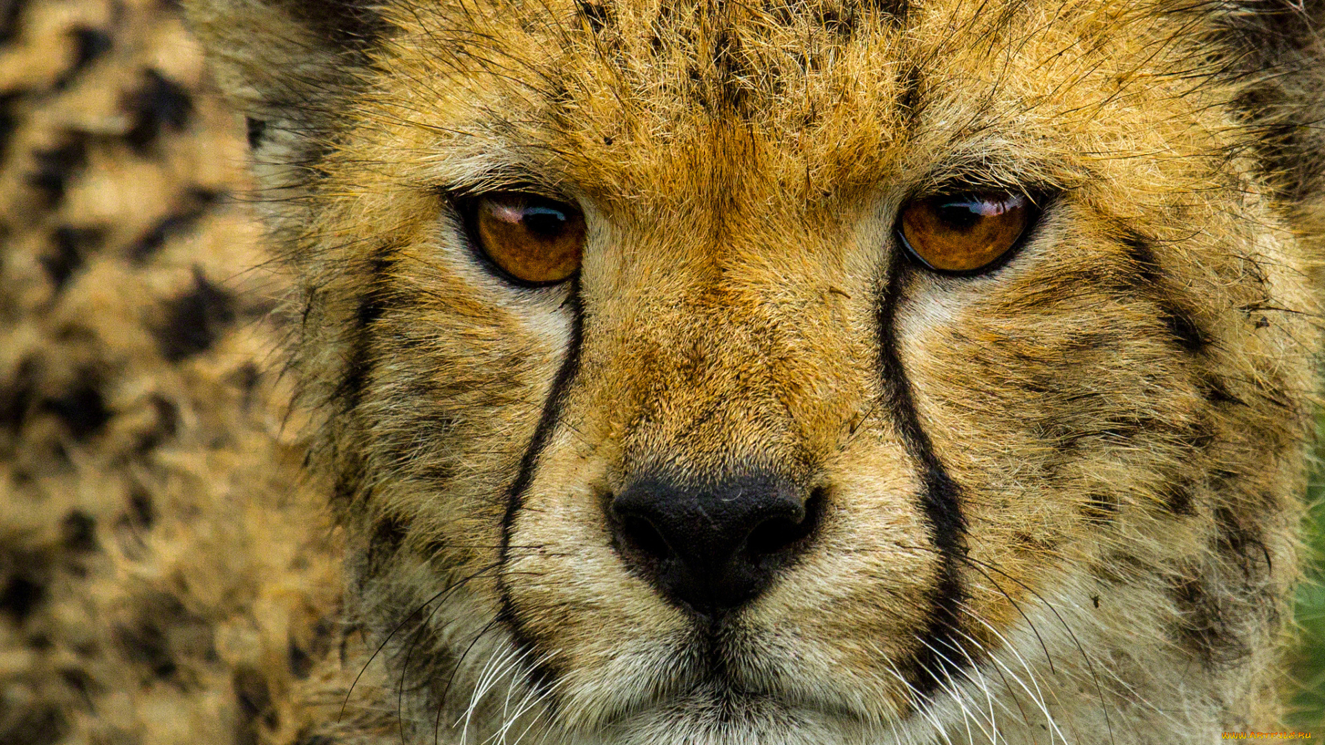 животные, гепарды, портрет