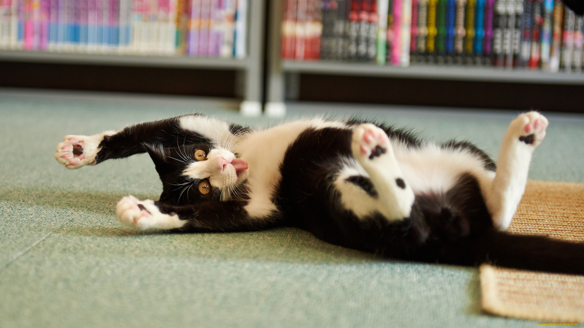 животные, коты, котэ, шалун