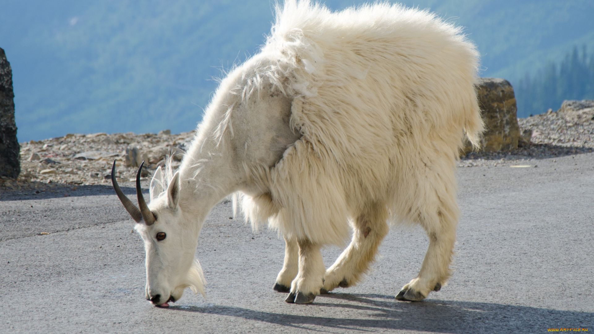 животные, козы, фауна, горный, козёл