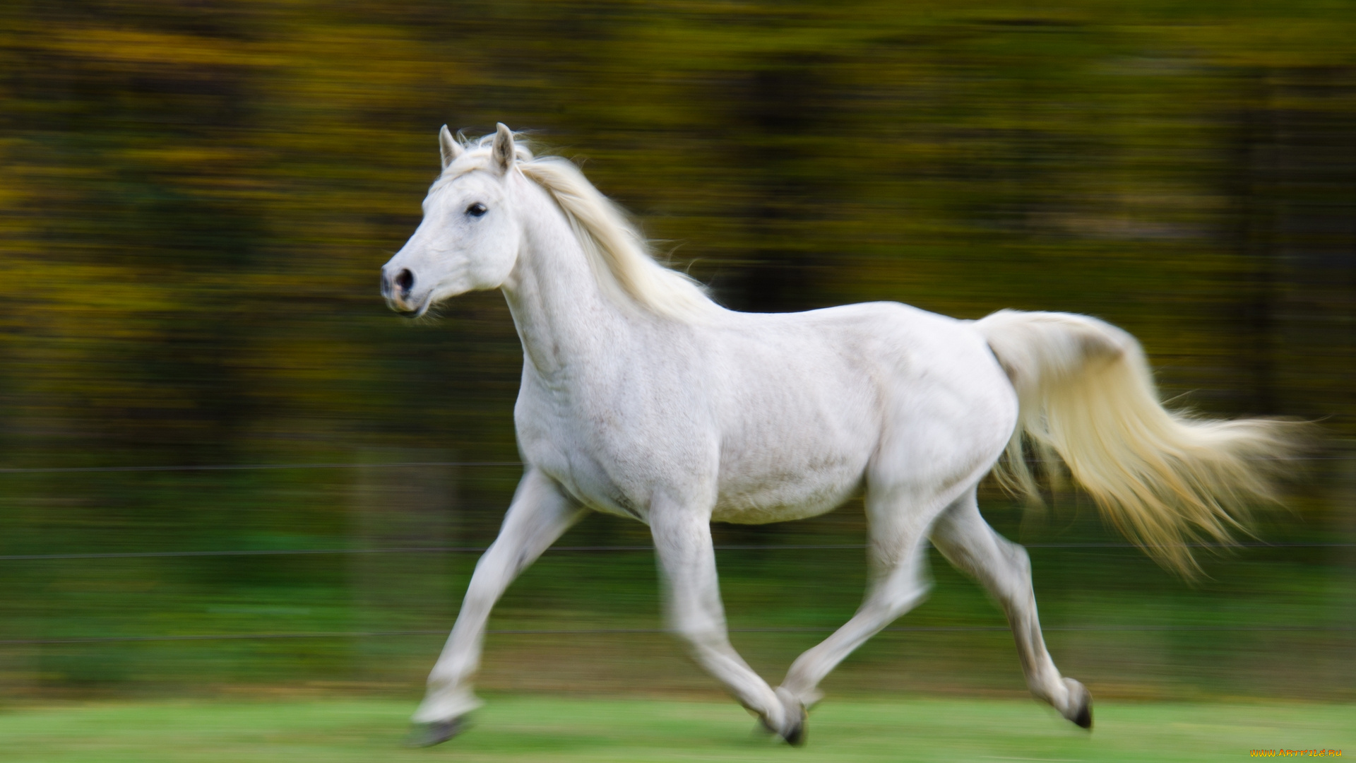 животные, лошади, бег
