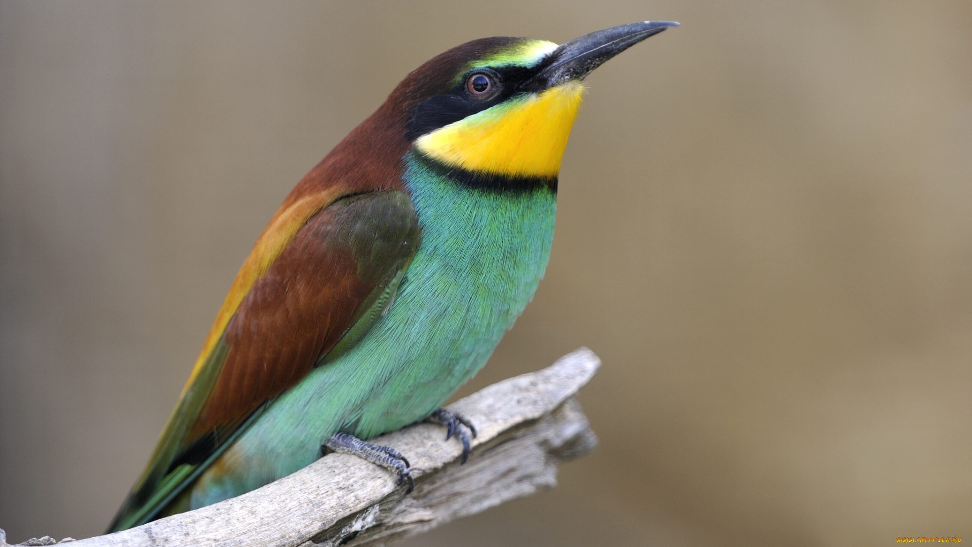 животные, щурки, пчелоеды, пчелоед, яркий